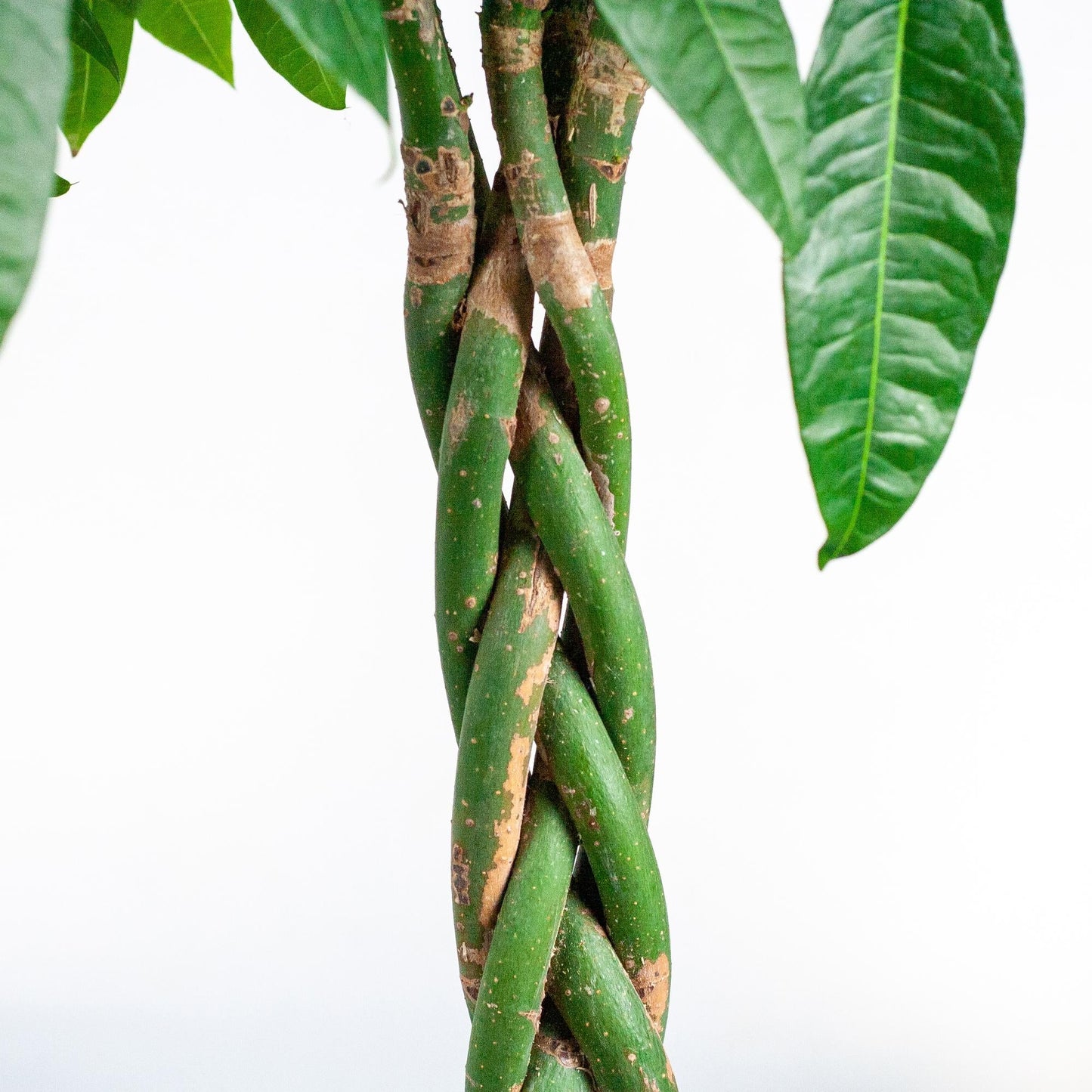 Pachira Aquatica XL – Geldbaum – Zimmerpflanze mit Torun-Korb – Ø30cm – Höhe 140 cm – Luftreinigend & pflegeleicht – Tropischer Hingucker für Wohnräume & Büro
