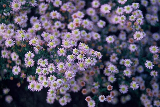 Aster ageratoides 'Stardust' – 24 Pflanzen – ↕10-25cm – Ø9cm – Herbstaster – Weiße Blüten – Sonne & Halbschatten – Pflegeleicht – Beete & Container