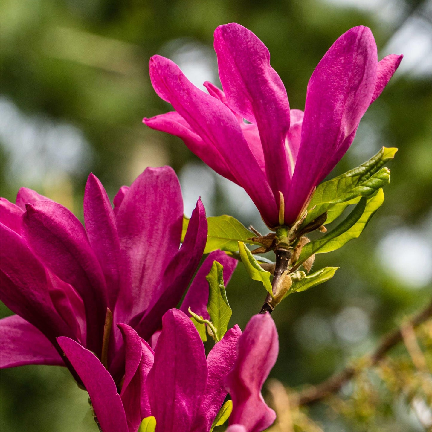 Purpur-Magnolie Magnolia Susan – Strauch – Blumen dunkelrosa – Wenig Pflege – 17 cm Höhe 45 cm – Frühjahrsblüher für Garten & Terrasse
