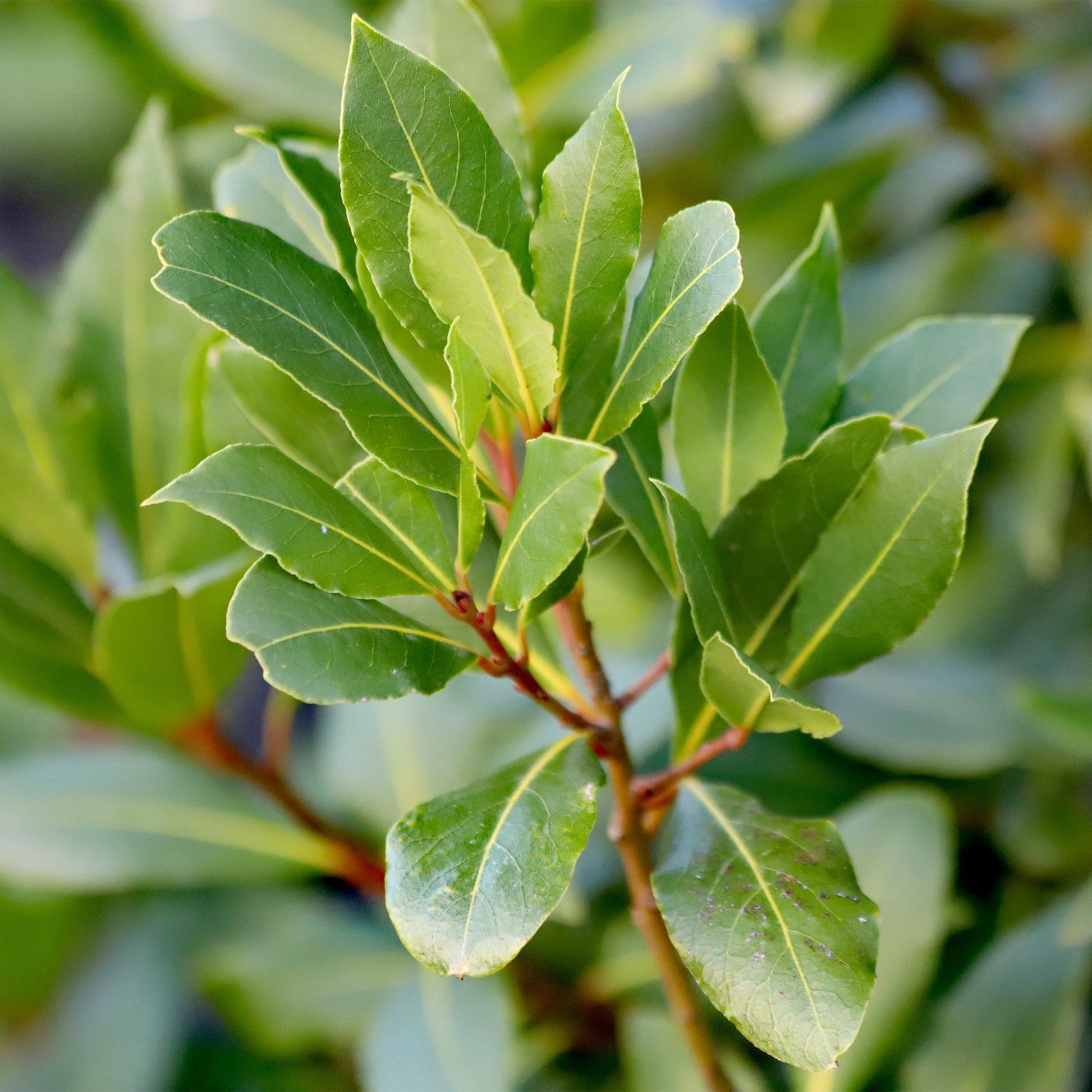 Laurus nobilis Stamm-Pflanze â ImmergrĂŒner Lorbeerbaum â Pflegeleicht â Ă19 cm â Höhe ca. 90 cm â Mediterranes Flair fĂŒr Terrasse & BalkonÂ