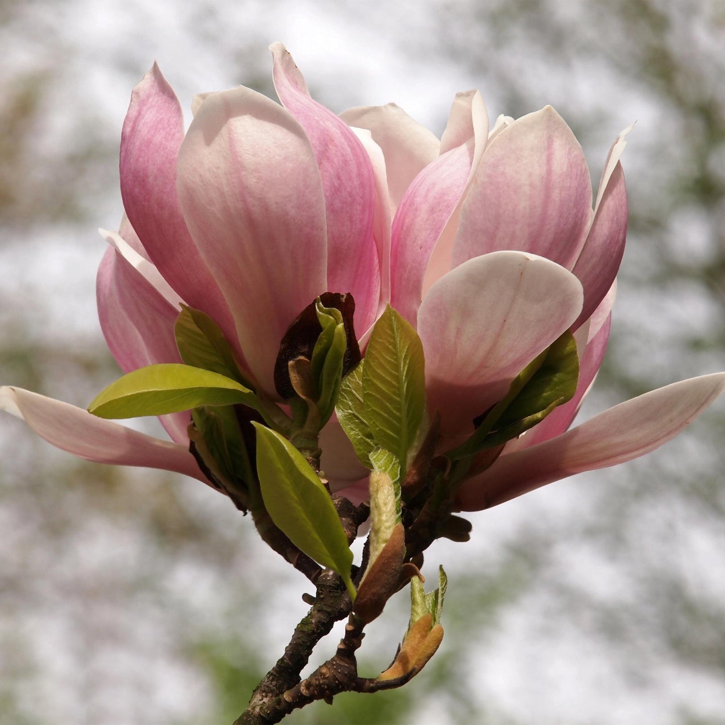 Tulpen-Magnolie Magnolia Soulangiana – Strauch/Baum – Blüten Hellrosa – Frühjahrsblüher – Pflegeleicht – 17cm Höhe 45cm – Für Garten & Terrasse