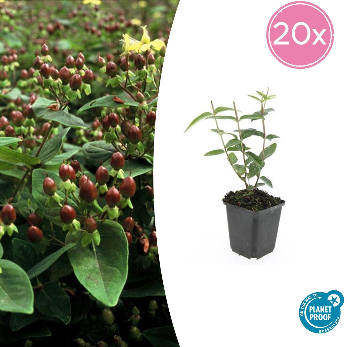 Duftloses Johanniskraut Hypericum inodorum – ↕10-25cm – Ø9cm – 20 Pflanzen – Winterhart & pflegeleicht – Gelbe Blüten – Für Beete, Hecken & Bodendecker