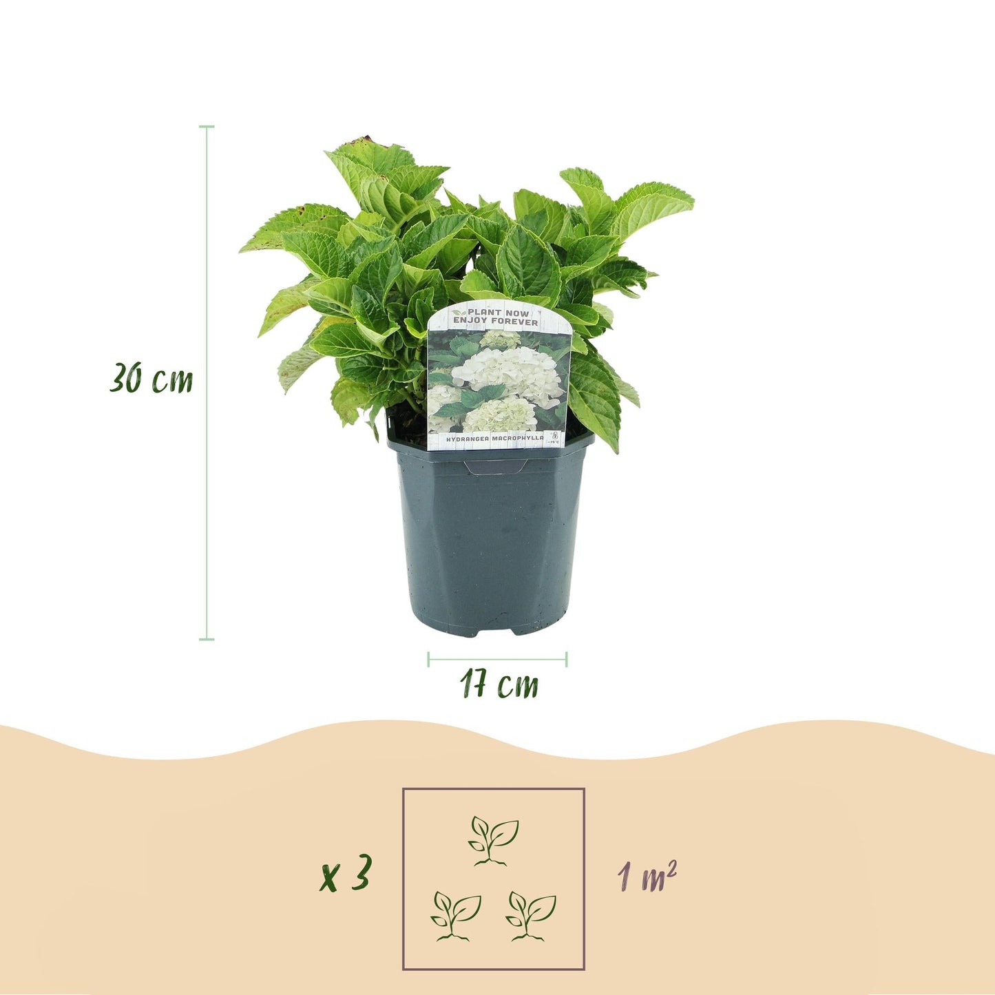 Hortensie Hydrangea macrophylla Weiß – 3 Pflanzen – Blüte in Weiß – Ø17cm – ↕30cm – Sommerblüher – Laubabwerfend – Pflegeleicht – Ideal für Beete & Töpfe