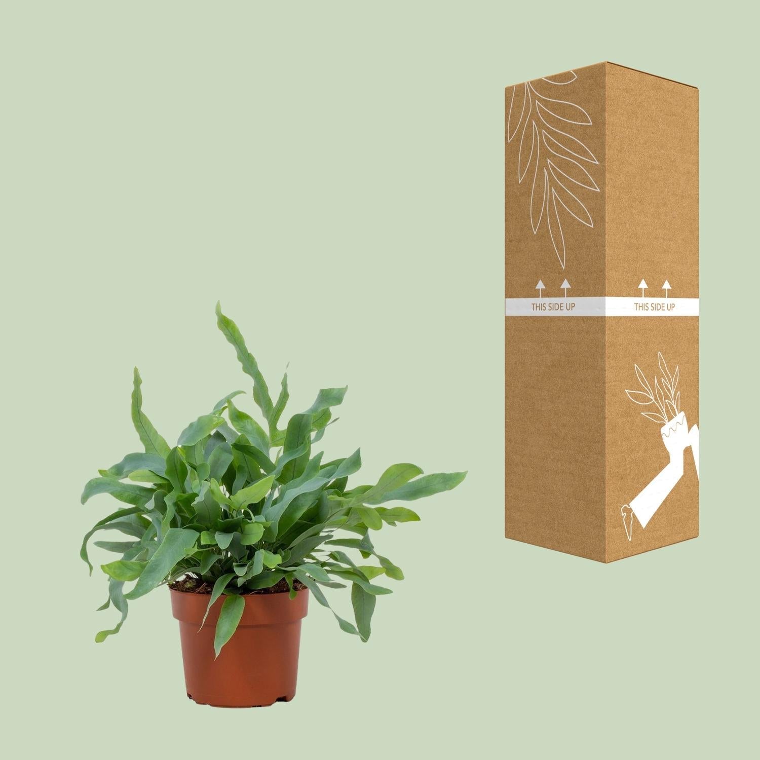 Goldtüpfelfarn – Phlebodium Blue Star – Zimmerpflanze – Ø12cm – ↕32cm – Blaugrau gewellte Blätter – Luftreinigend & pflegeleicht