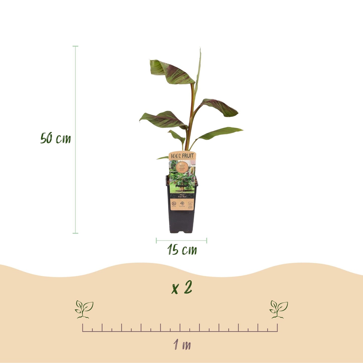 Bananenpflanze – Japanische Faserbanane – Musa Ever Red – Obstpflanze – Winterhart – 2 Pflanzen – 15cm – Höhe ca. 50cm