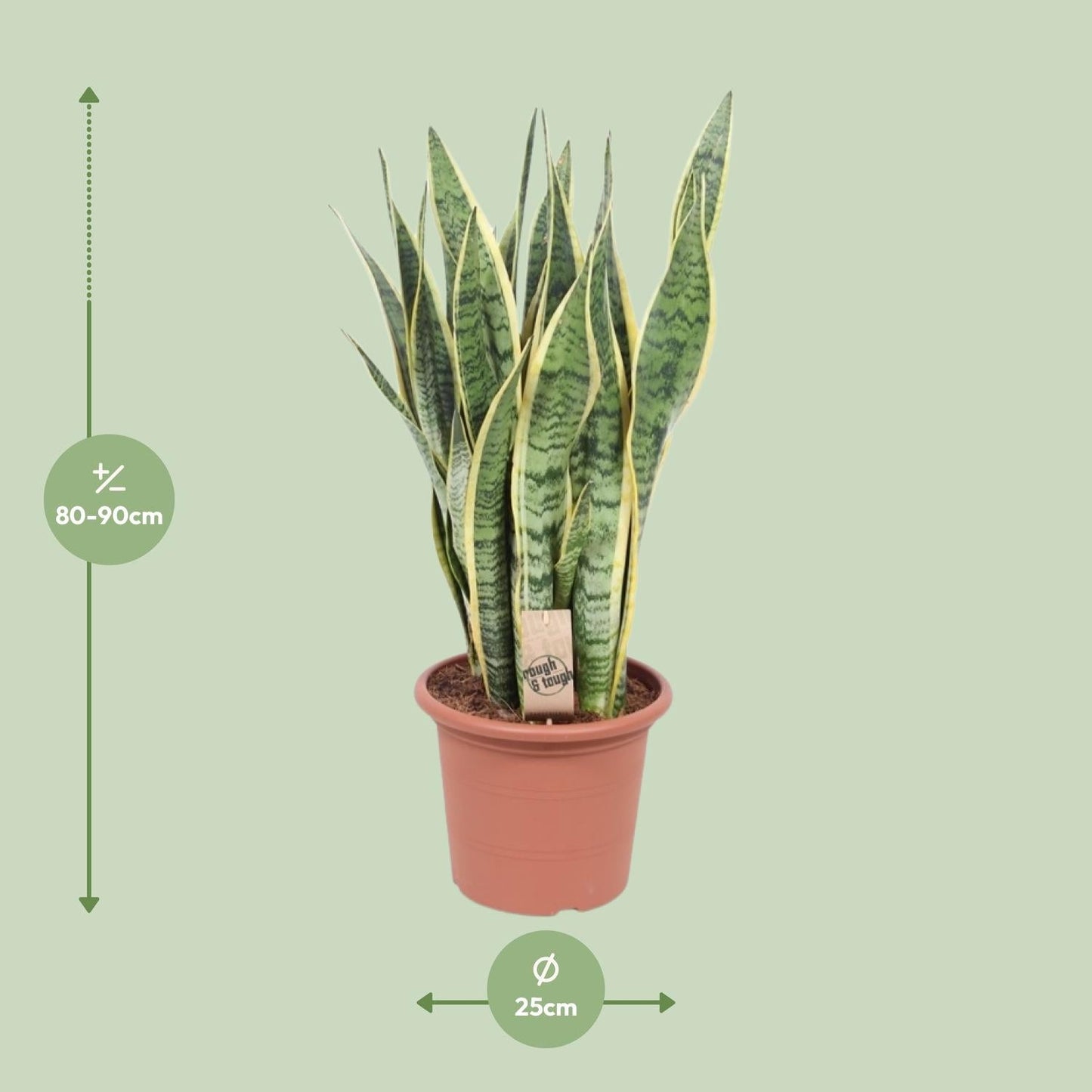Bogenhanf - Sansevieria Trifasciata Laurentii - Zimmerpflanze - Ø25cm - ↕85cm