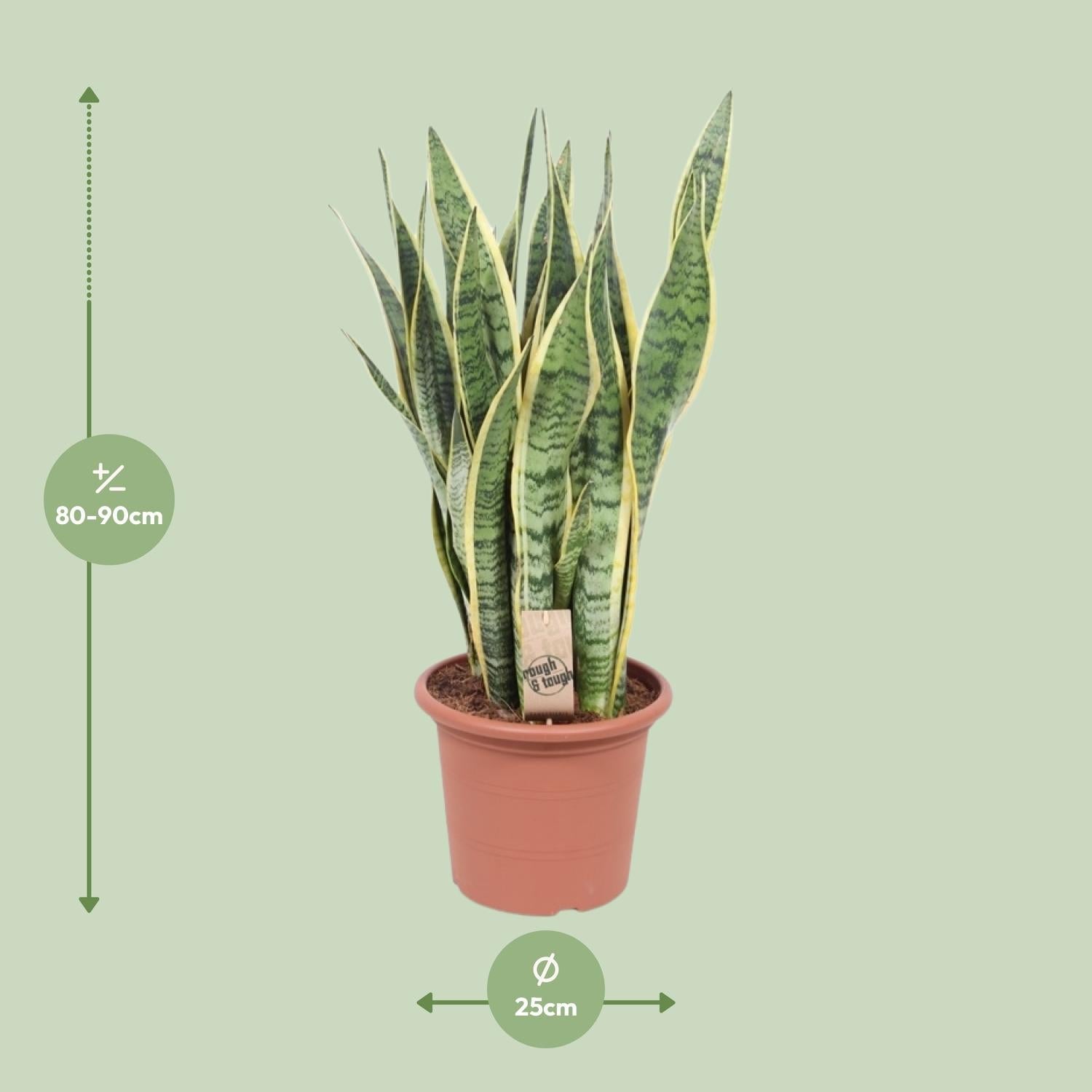 Bogenhanf - Sansevieria Trifasciata Laurentii - Zimmerpflanze - Ø25cm - ↕85cm