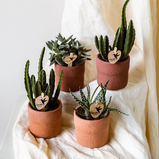 Rustic Zierpflanztopf Terra – Ø6 cm – Mini-Blumentopf im Slow-Living-Stil – Pflanzgefäß für kleine Pflanzen – Natürlicher Look – Deko-Topf für Innenräume