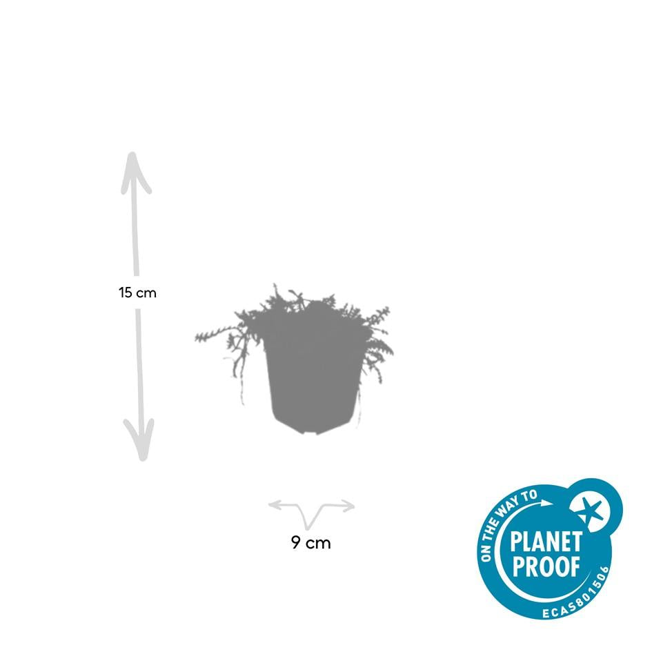 Fiederpolster - Leptinella squalida - ↕10-25cm - Ø9cm - 60 Stück – Immergrüner Bodendecker – Farnartige Blätter – Schattentolerant & Pflegeleicht