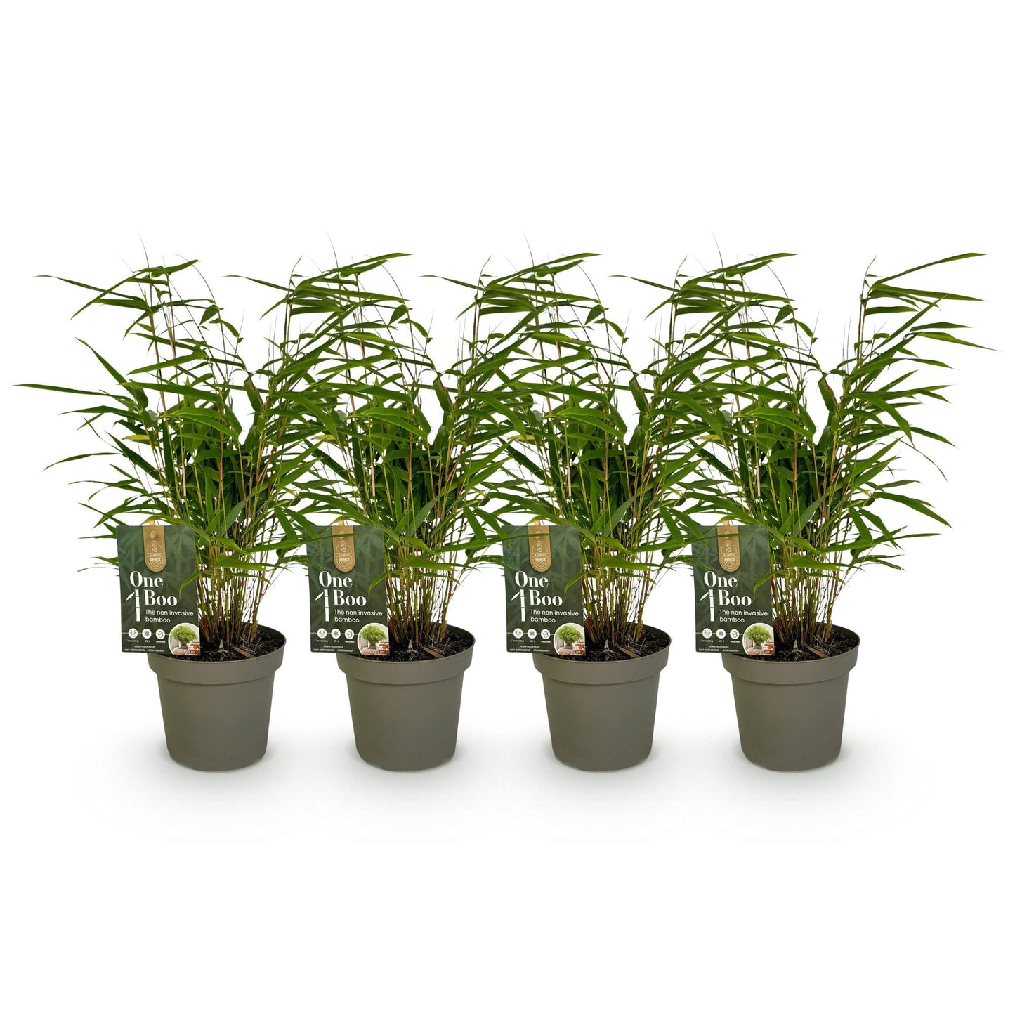 GreenboutiQ - Bambus - Fargesia rufa - Grün - 4 Pflanzen - Immergrün - Nicht Ausbreitend - Topf 14cm Höhe 35cm