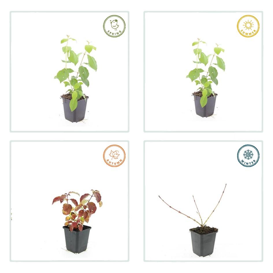 Roter Hartriegel – Cornus sanguinea 'Midwinter Fire' – ↑10-25cm – Ø9cm – 60 Pflanzen – Winterharte Zierpflanze, feuerrote Zweige, pflegeleicht, Vogelschutz, Gartenstruktur