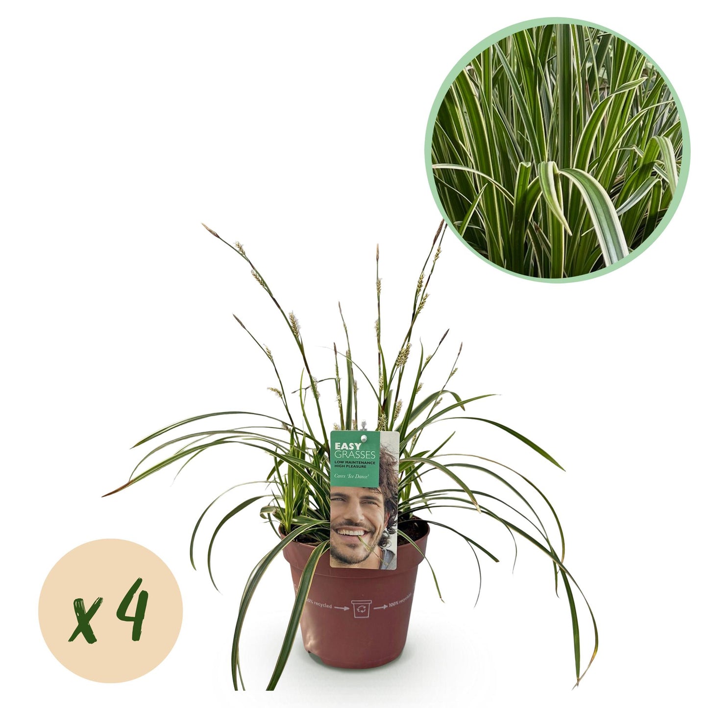 Weißrandige Segge Carex morrowii Ice Dance – Immergrünes Ziergras – Weiß-grüne Blätter – 4 Pflanzen – Pflegeleicht – Winterhart – Ø17 cm – Höhe ca. 50 cm