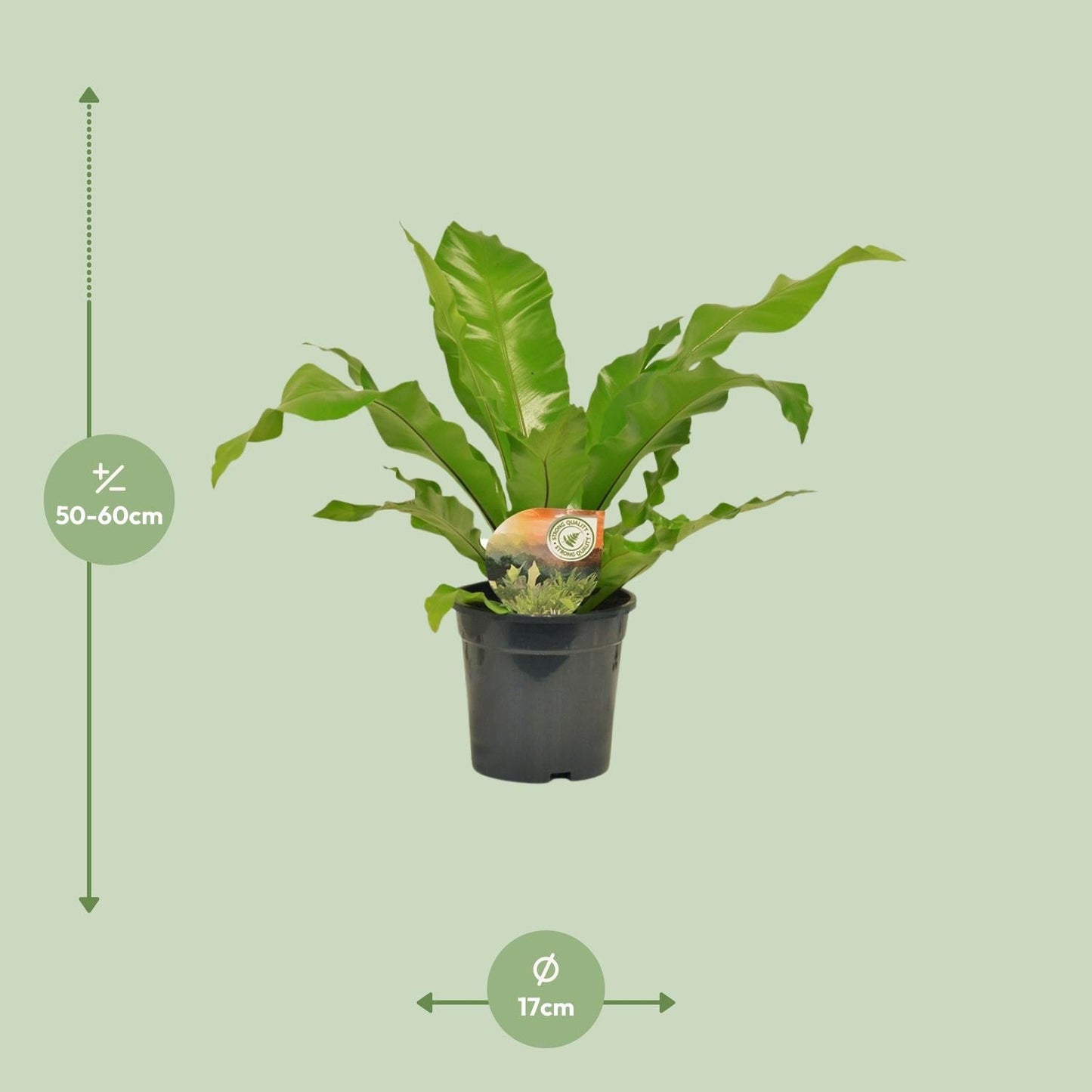 Nestfarn - Asplenium Nidus - Zimmerpflanze - Ø17cm - ↕60cm