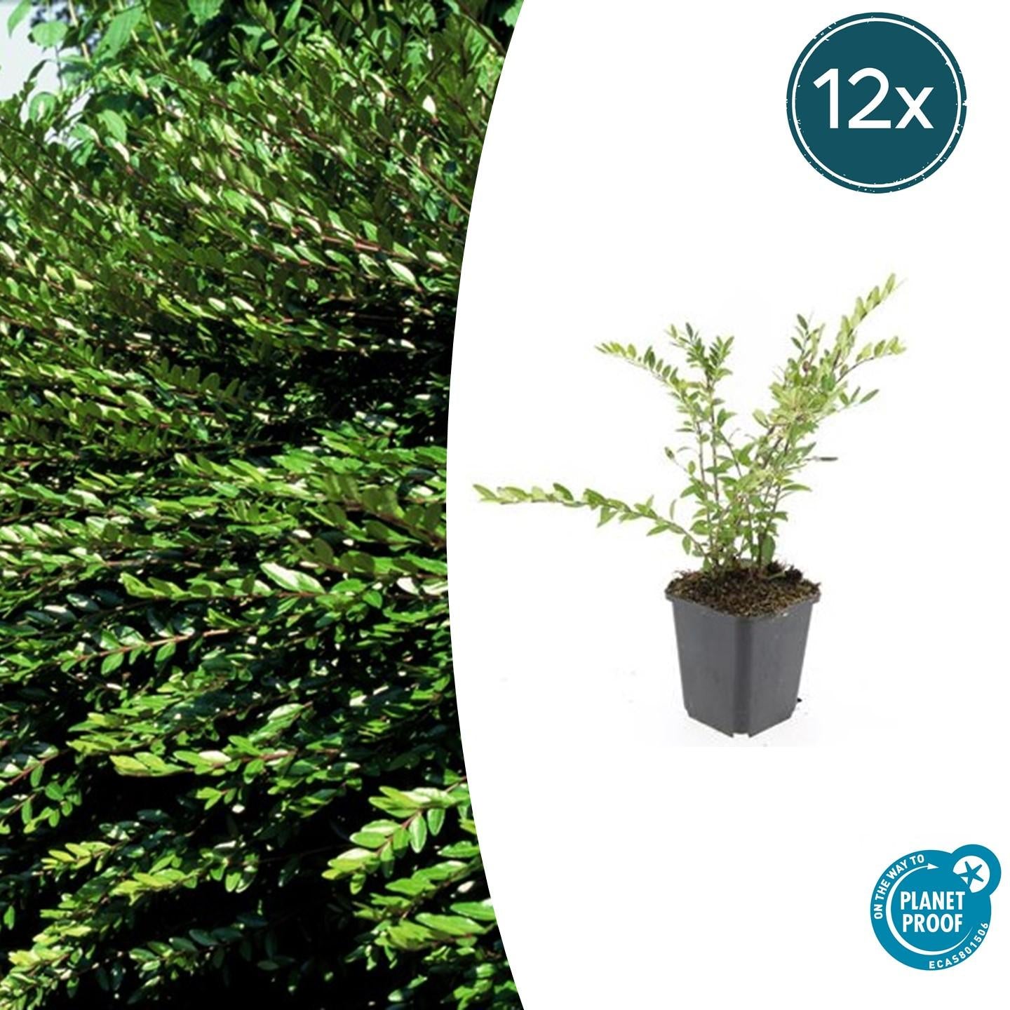 Immergrüne Kriech-Heckenkirsche Lonicera pileata – ↕10-25cm – Ø9cm – 12 Pflanzen – Bodendecker & niedrige Hecke – Winterhart & pflegeleicht