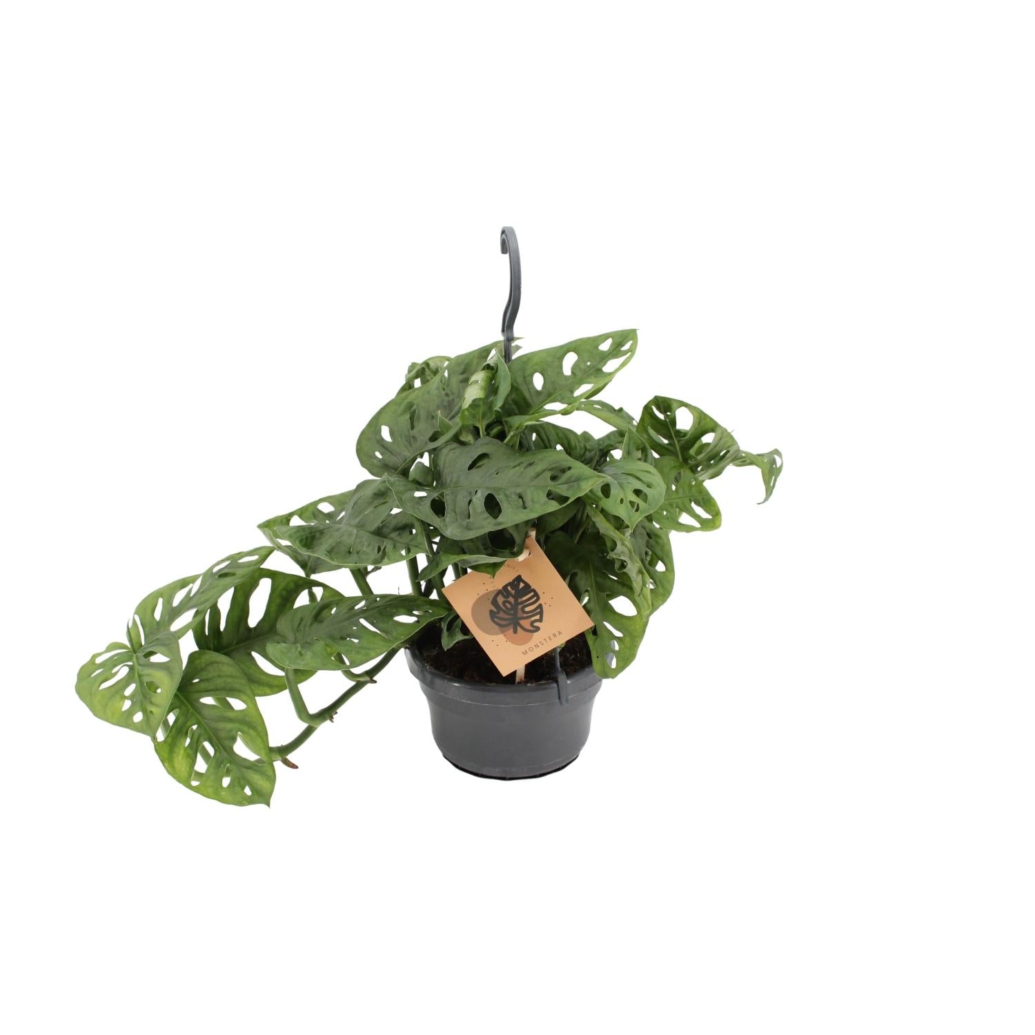 Fensterblatt Monstera Monkey Leaf – Zimmerpflanze – Ø14 cm – Höhe 30 cm – Luftreinigend – Pflegeleicht – Tropischer Indoor-Dschungel