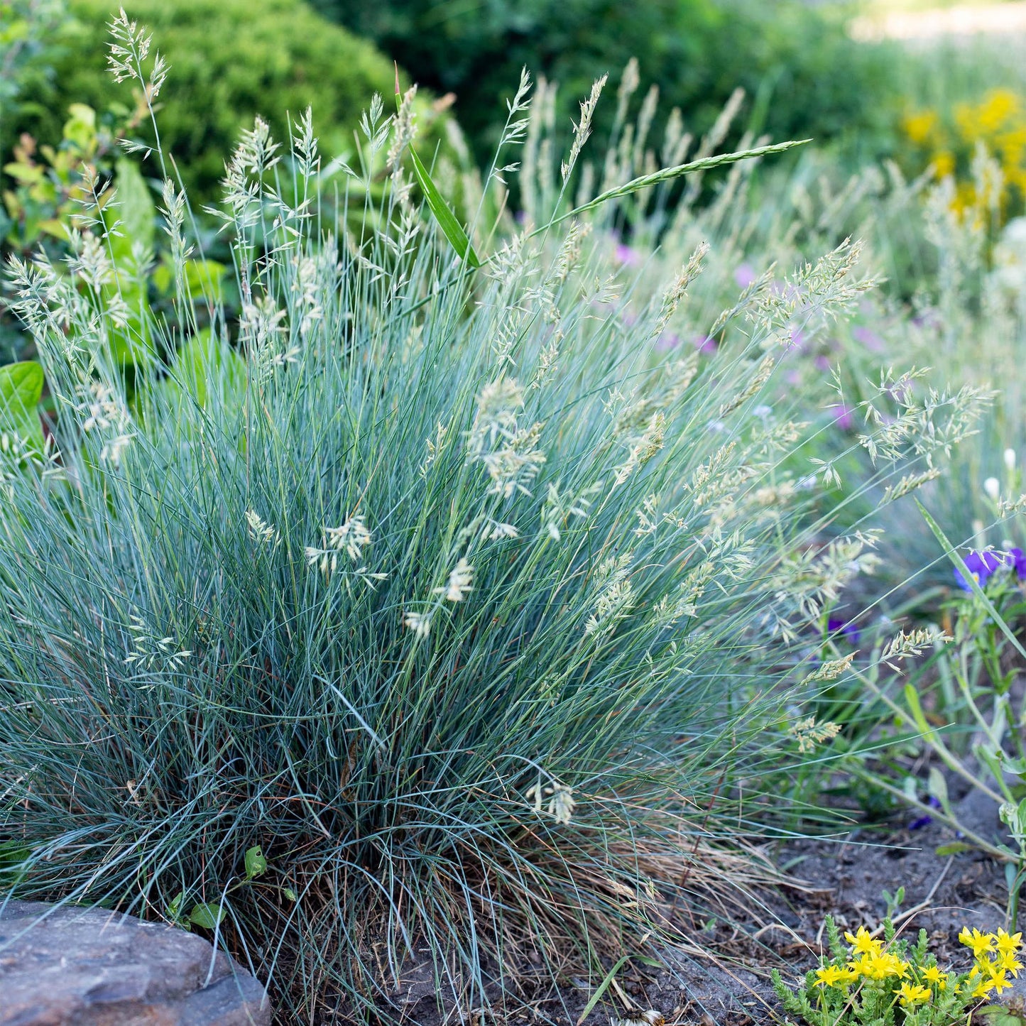 Festuca glauca Intense Blue – Blauschwingel – Ziergras – 4 Pflanzen – Immergrün & pflegeleicht – Topf Ø17cm – Höhe ca. 50cm – Trockenheitsresistent
