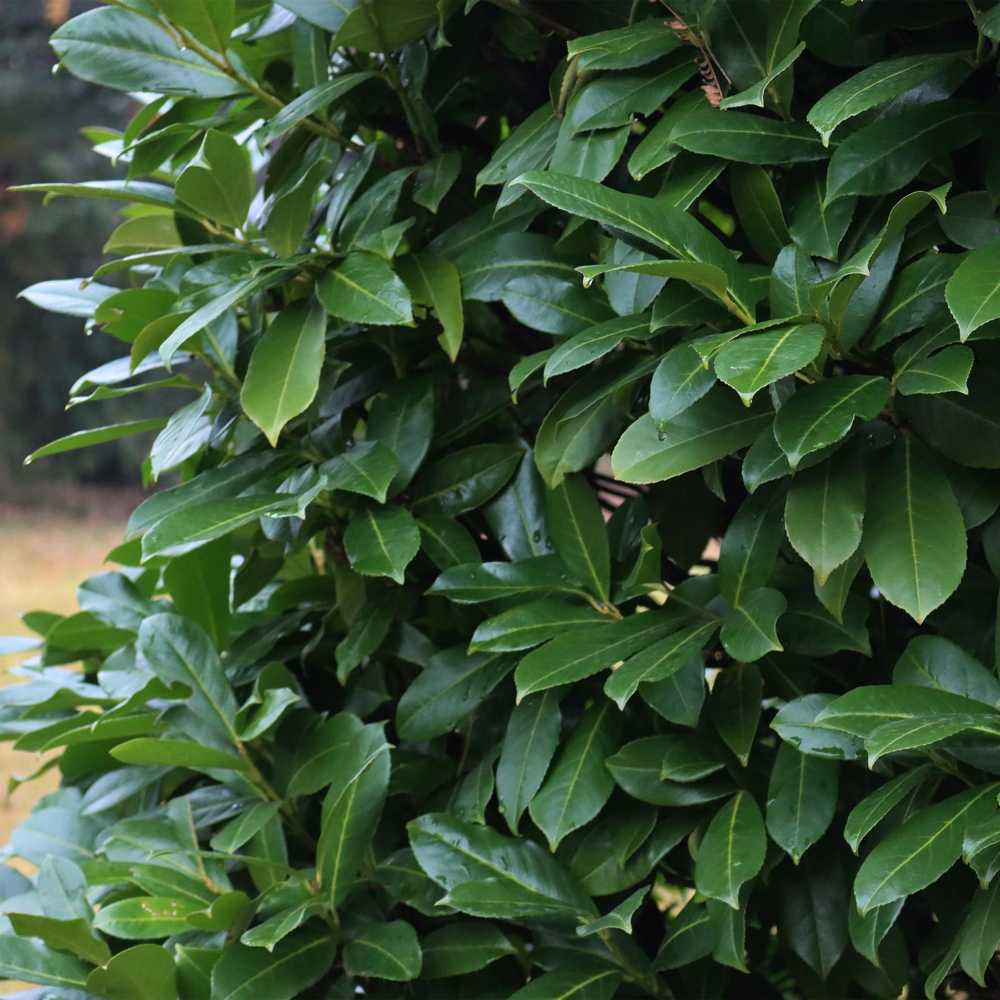 Kirschlorbeer - Prunus laurocerasus Caucasica - Heckenpflanze - Blatt grün - 8 Pflanzen - 1 laufenden Meter - immergrün - Topf 9cm Höhe 30-35cm