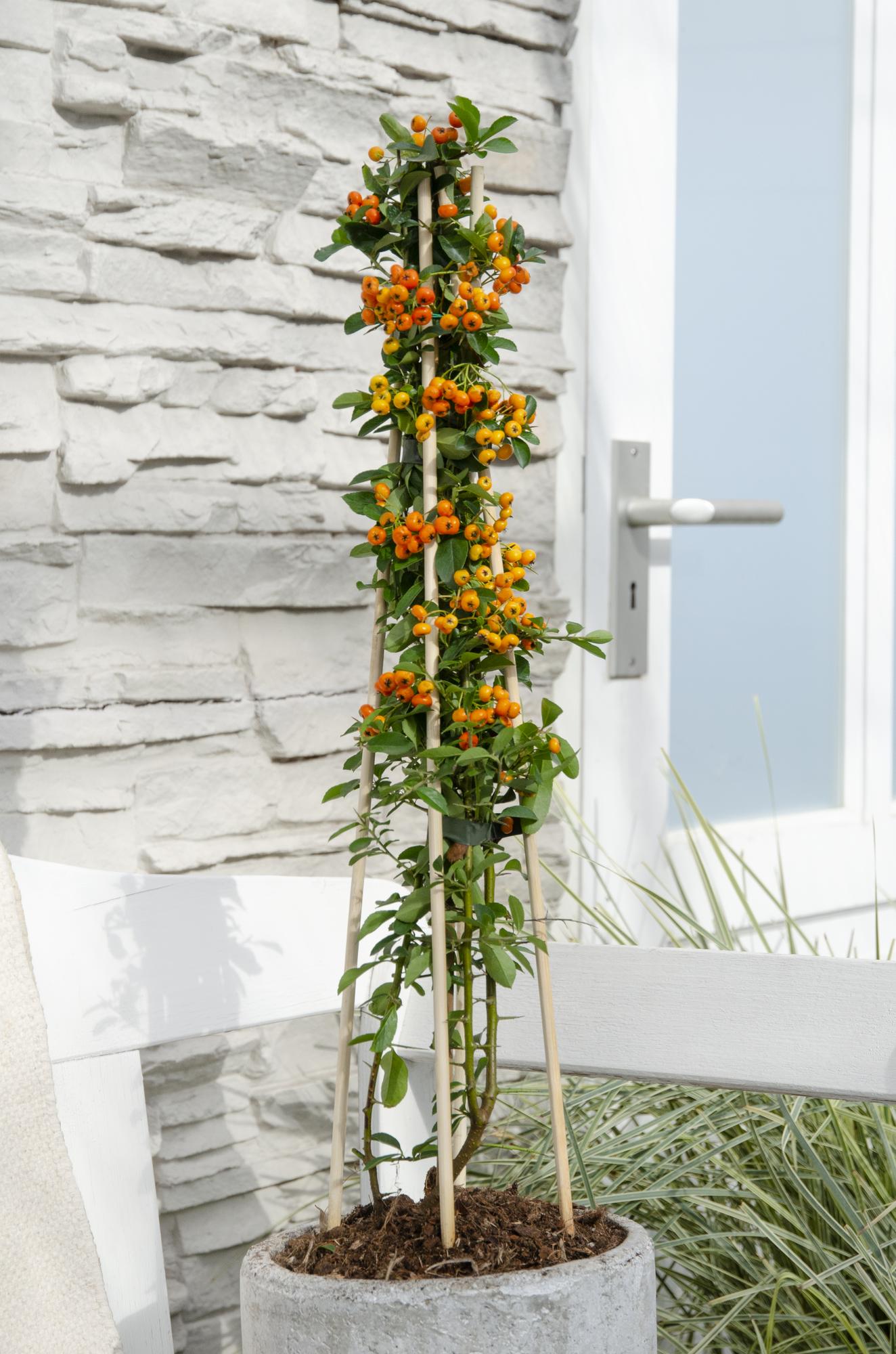 Feuerdorn - Pyracantha 'Orange Glow' - ↨65cm - Ø15cm - 4 Stück