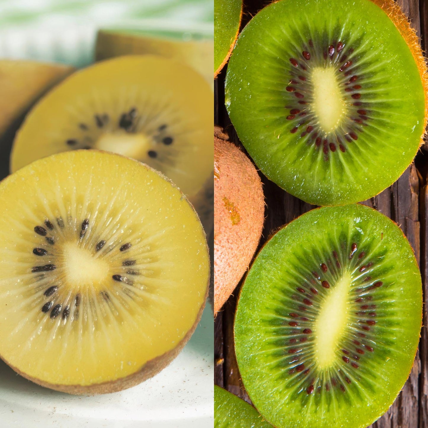 Obstpflanzen Grüne Kiwi 'Jenny' & Goldene Kiwi – 2 Pflanzen – 15cm – Höhe 50cm – Süße, vitaminreiche Früchte – Pflegeleicht & winterhart