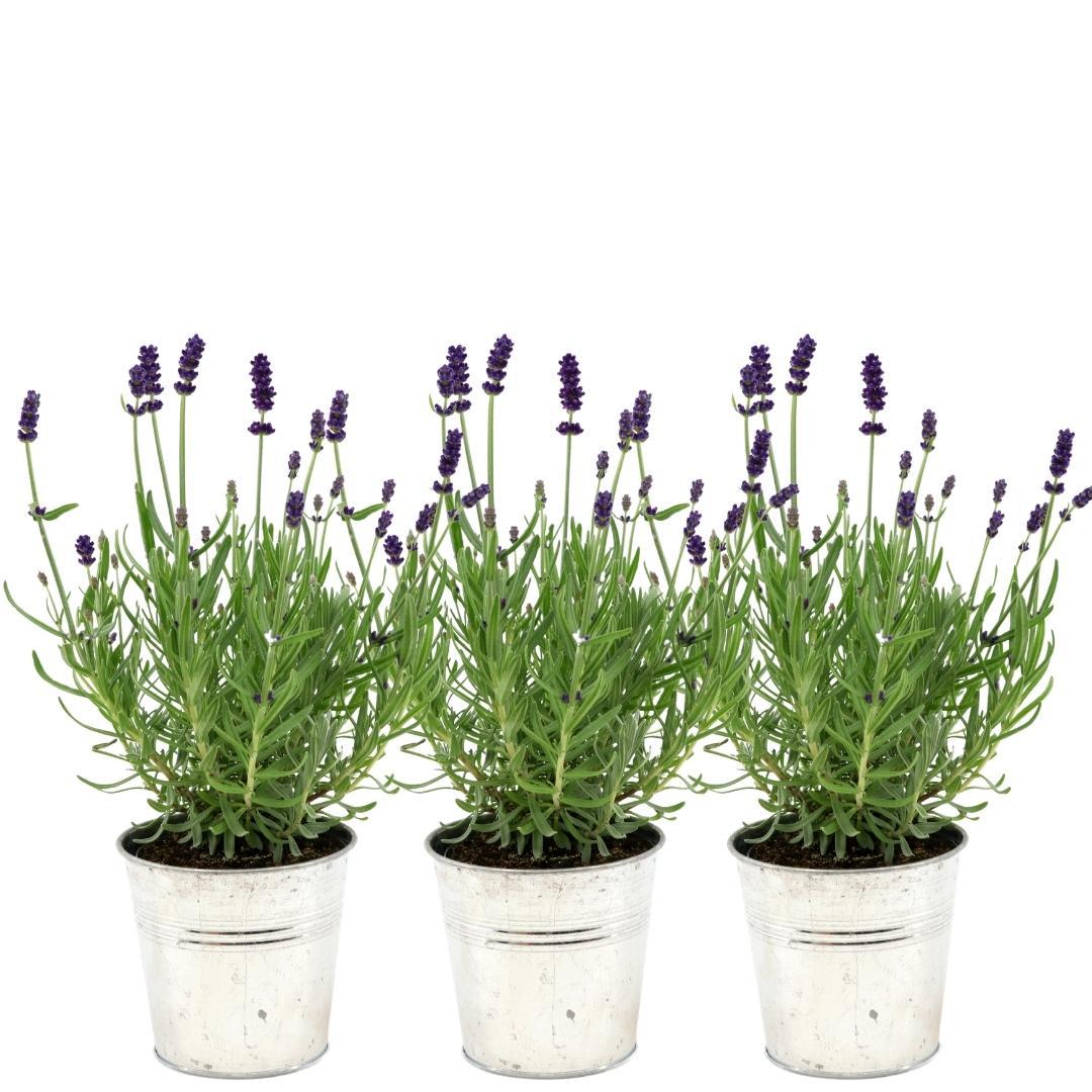 Echter Lavendel Lavandula angustifolia Felice – 3 Pflanzen – Duftender Lavendel im Dekotopf „Old Look“ – Ø13 cm – Winterhart – Für Balkon, Terrasse & Garten