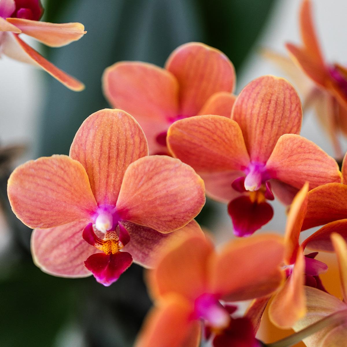 Orangenes Orchideenset – 3x Bolzano-Orchideen 9cm – Como Blumentopf mit Easy Watering System – Selbstbewässernd