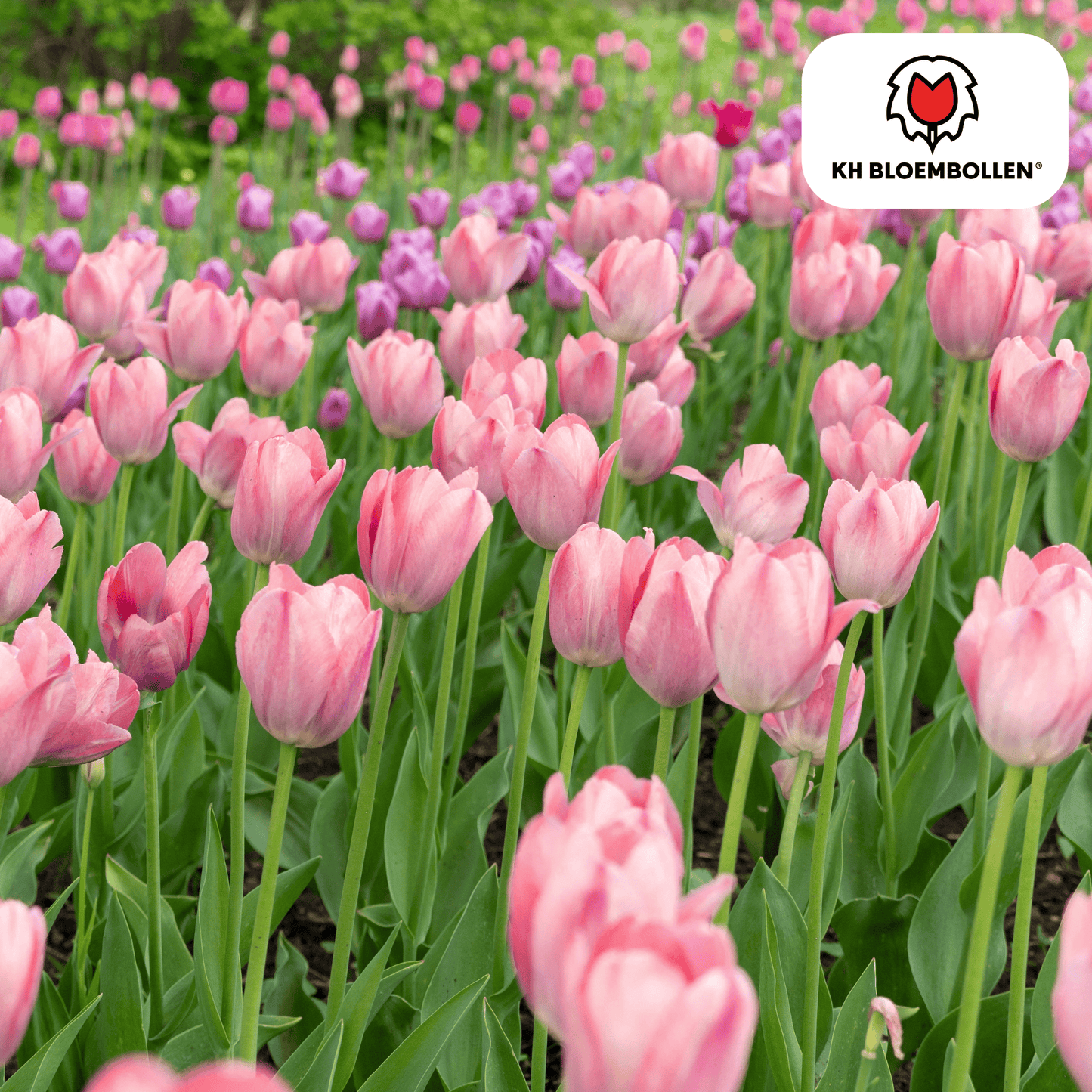 Tulpenzwiebeln Apricot Delight – 20 Blumenzwiebeln - Zartrosa-Apricot Tulpe – Groß & Kraftvoll – Für Garten oder Topf – Frisch vom Züchter