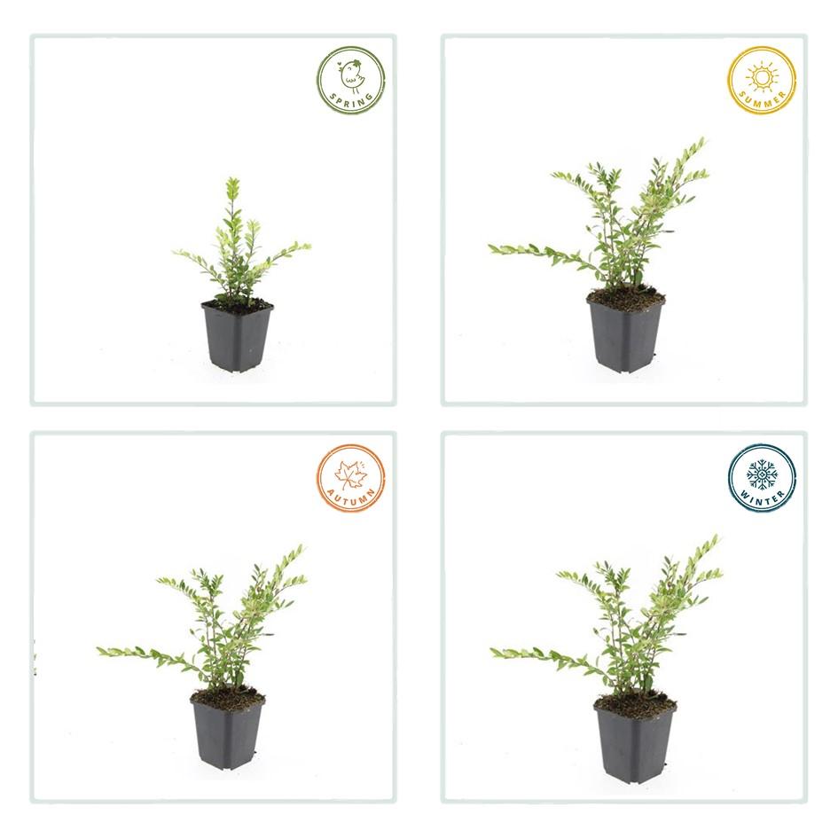 Böschungsmyrthe Lonicera pileata 'Purple Pearl' – ↕10-25cm – Ø9cm – 20 Pflanzen – Immergrüner Bodendecker – Purpurrote Blätter – Pflegeleicht & Winterhart