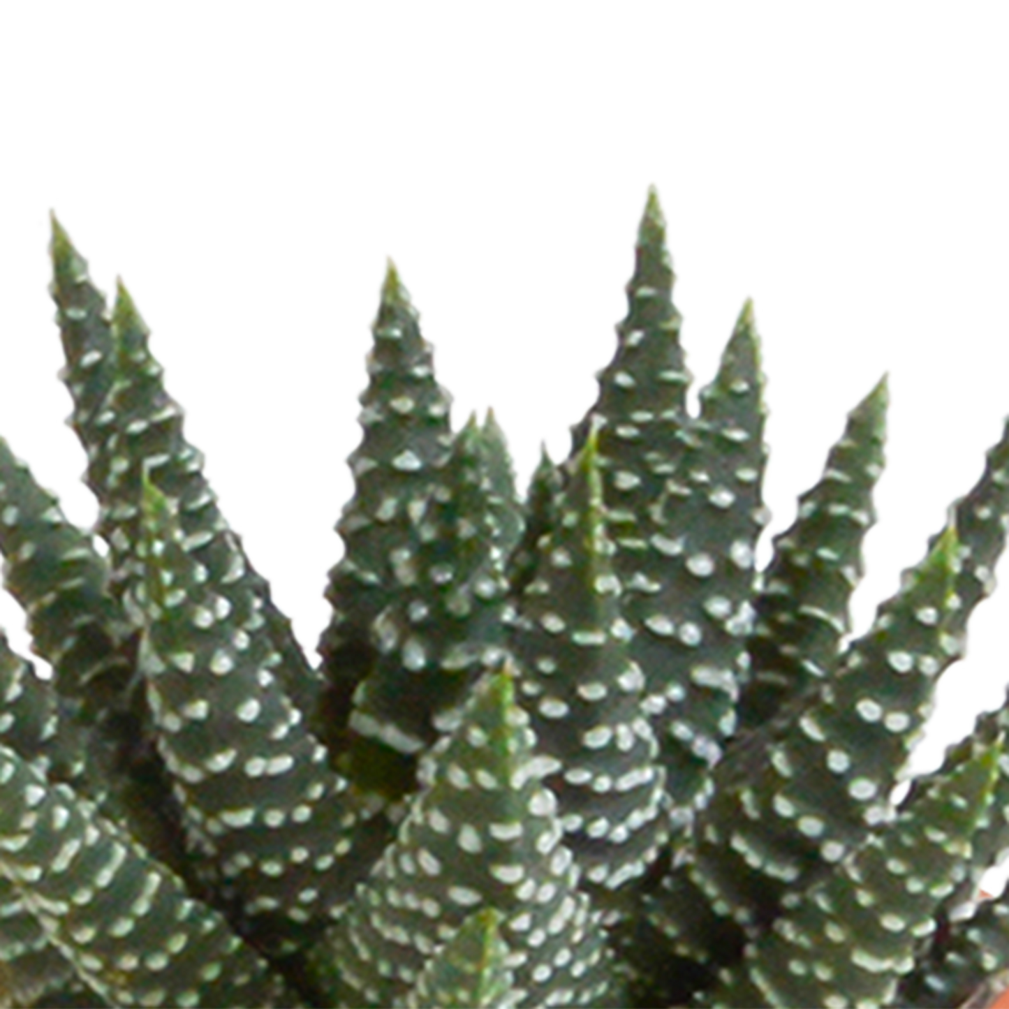 Kakteen & Sukkulenten Mischung – 15 Pflanzen 5,5 cm – Vielfältige Auswahl aus Cereus, Echeveria, Haworthia & Crassula – Hochwertige Qualität – Handbemalter mexikanischer Topf inklusive