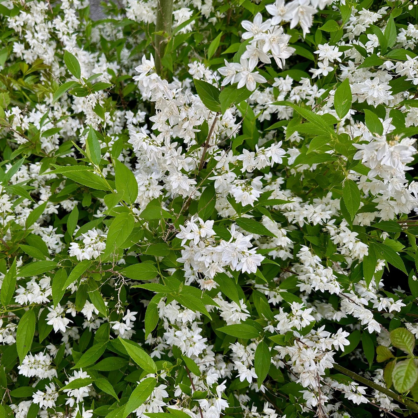 Zierliche Deutzie - Deutzia Gracilis - Blüte Weiß - Strauch - Laubabwerfend - Wenig Pflege - Topf 17cm Höhe 45cm