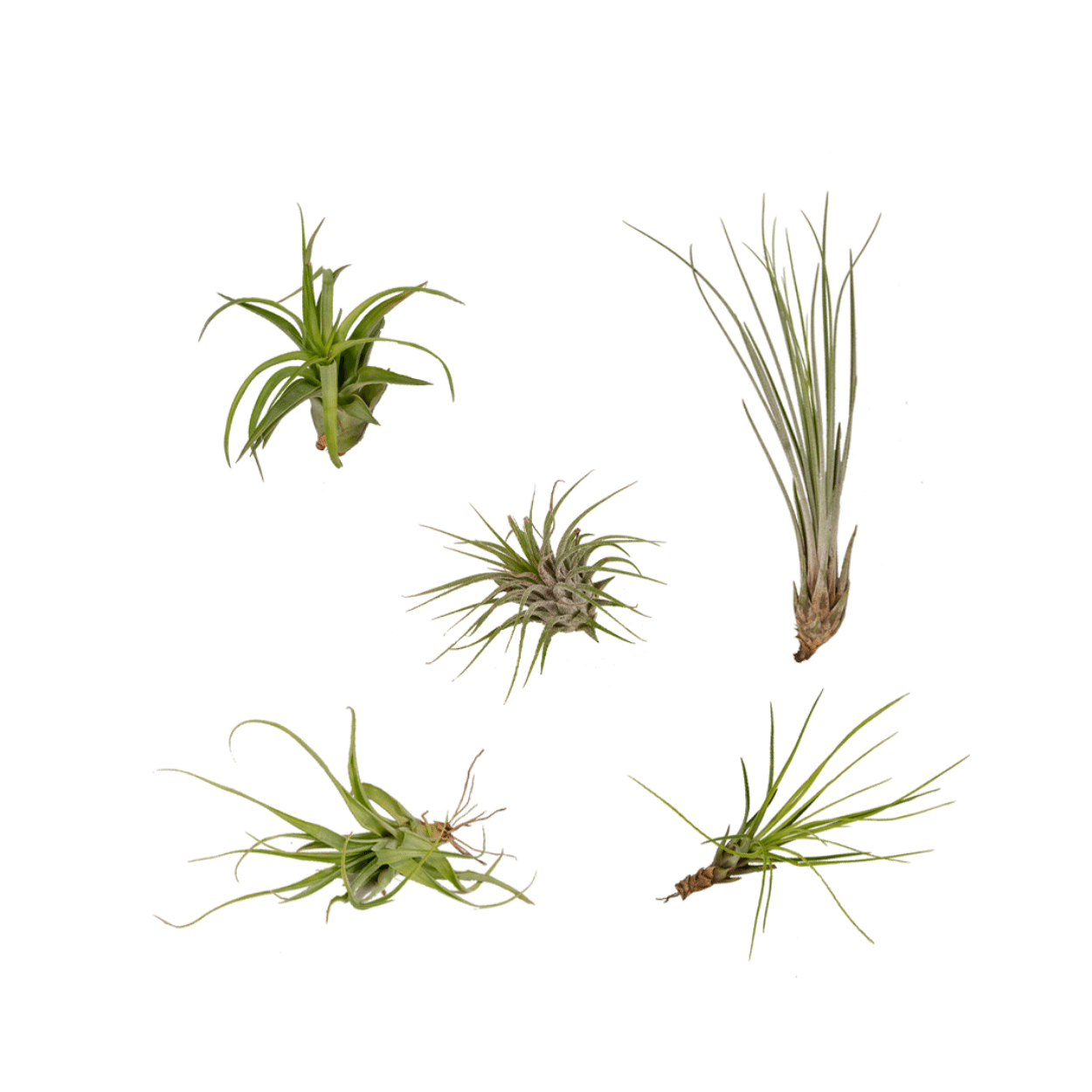 Tillandsia Air Mix – 5 Luftpflanzen – Ø6cm – Pflegeleichte Tillandsien-Mischung – Ohne Erde – Für helle Innenräume & kreative Deko