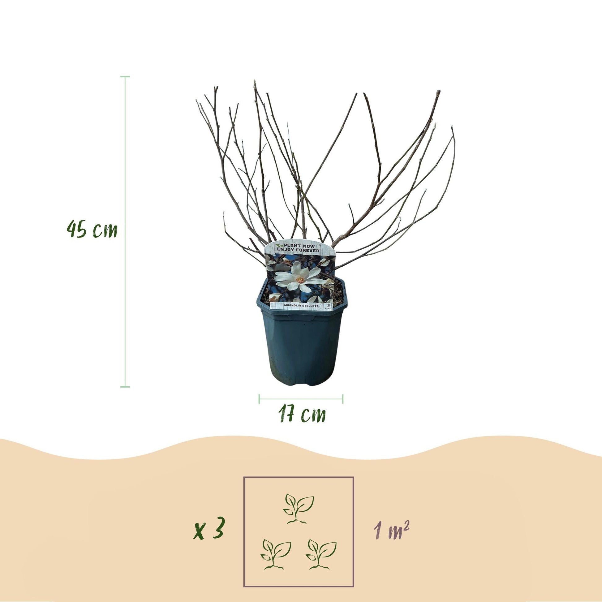Stern-Magnolie Magnolia Stellata – Strauch – Blüte Weiß – Laubabwerfend – Frühjahrsblüher – Pflegeleicht – 17cm Höhe 45cm – Für Garten & Terrass