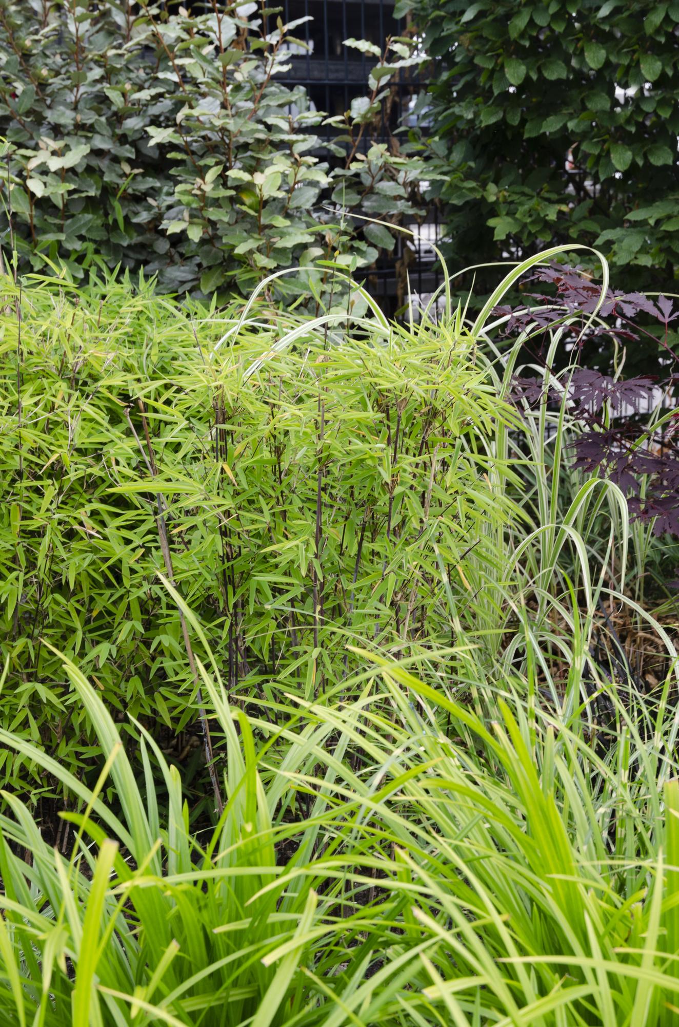 Carex morrowii Irish Green - Ø19cm - ↕40cm - Ø14 - ↨30cm