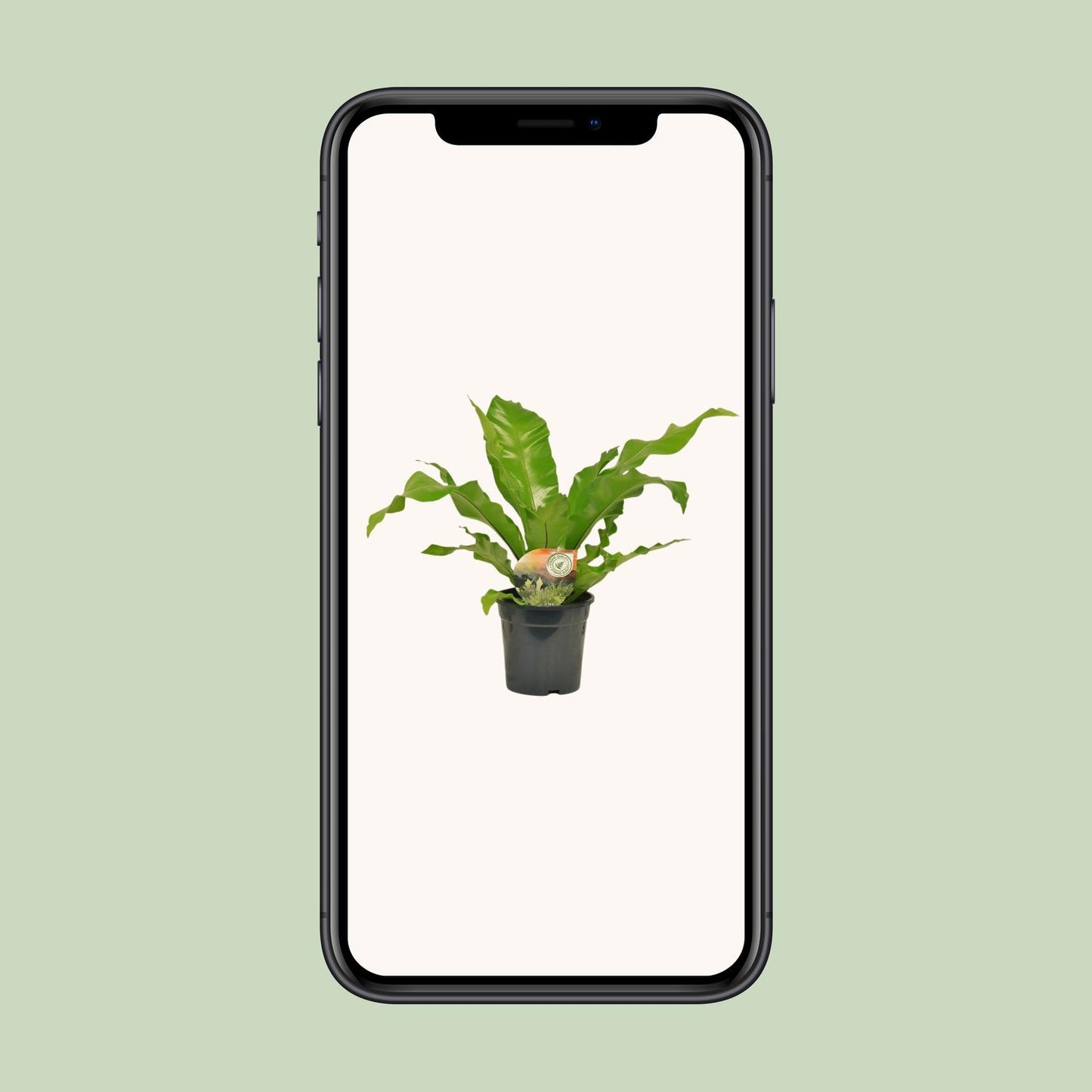 Nestfarn - Asplenium Nidus - Zimmerpflanze - Ø17cm - ↕60cm
