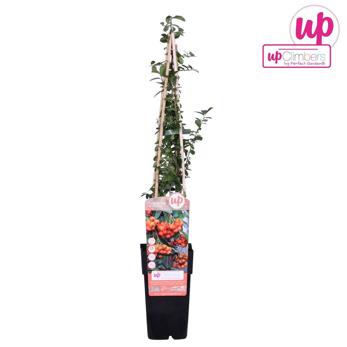 Feuerdorn – Pyracantha 'Orange Glow' – Ø15cm – ↕65cm – Immergrüner Strauch mit oranger Beerenpracht – Ideal als Sichtschutz & Vogelschutzhecke – Für Garten & Terrasse