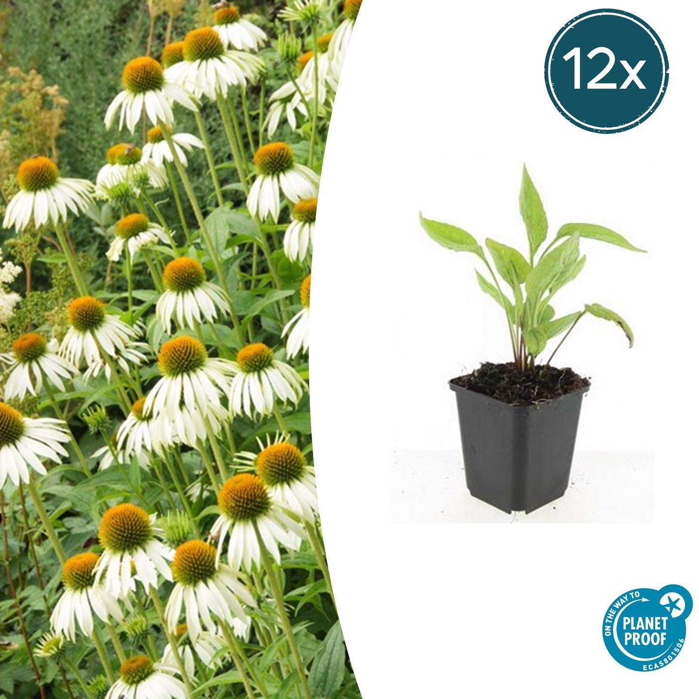 Scheinsonnenhut – Echinacea purpurea 'White Swan' – ↑10-25cm – Ø9cm – 12 Pflanzen – Weiße Blüten, Bienen- und Schmetterlingsfreundlich, pflegeleicht, robuste Staude