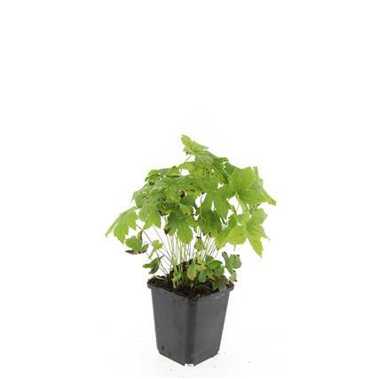 Geranium nodosum – 24 Pflanzen – ↕10-25cm – Ø9cm – Winterharte Staude – Tiefpurpurne Blüten – Bodendecker – Schattengarten – Pflegeleicht
