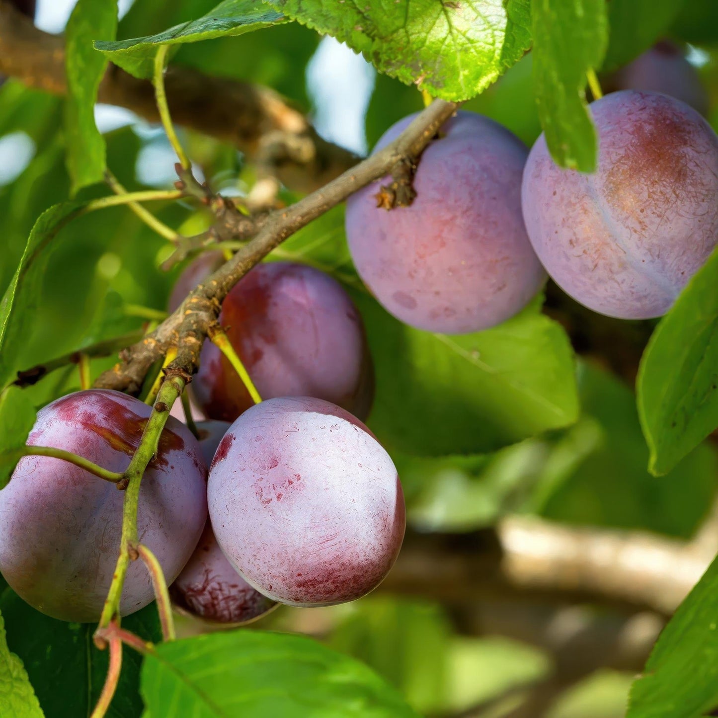Pflaumenbaum – Prunus domestica 'Opal' – ca. 90 cm hoch – Topf Ø21 cm – gelb-rote Früchte – selbstfruchtend & ertragreich – Obstbaum für Garten & Terrasse