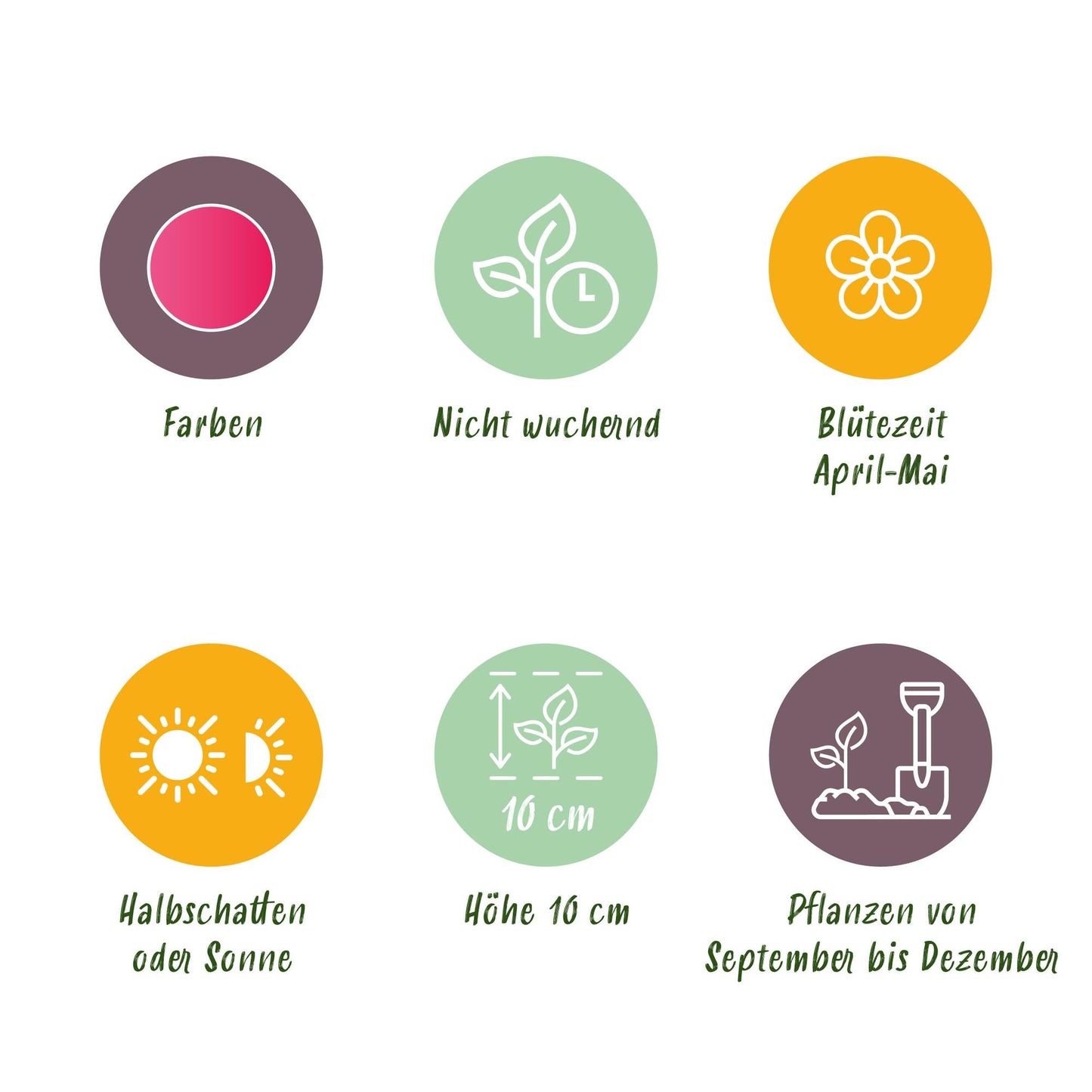 GreenboutiQ - Blumenzwiebeln - Tulp Little Beauty - Farbe Dunkelrosa - 25 Stück - Zwiebelgröße 6/7 - XXL Pack
