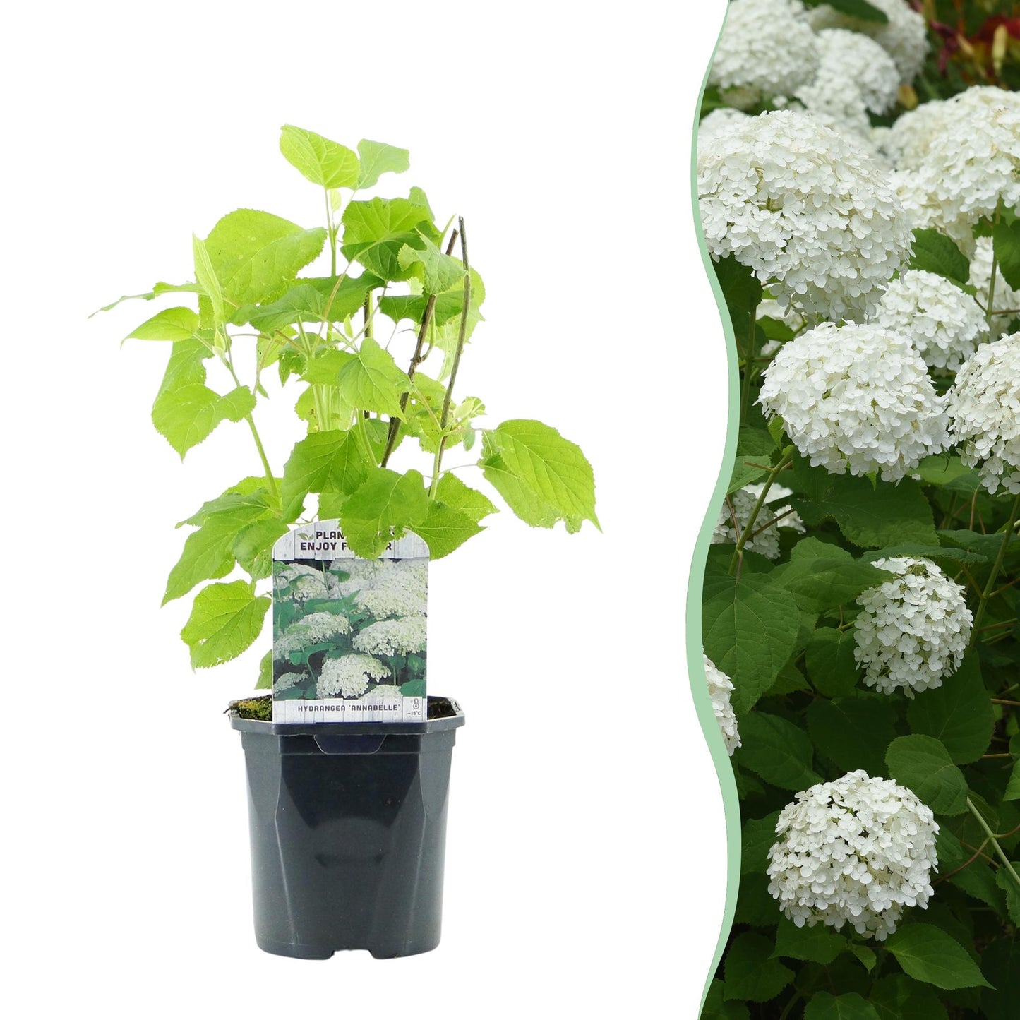 Rispenhortensie - Hydrangea arborescens Annabelle - Blüte Weiß - Große Blüten - Topf 17cm Höhe 50cm