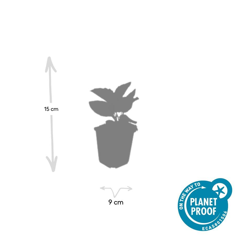 Rudbeckia fulgida 'Goldsturm' – 24 Pflanzen – ↕10-25 cm – Ø9 cm – Sonnenhut Staude – Winterhart & Pflegeleicht – Bienenfreundlich – Blühend von Juli bis Oktober