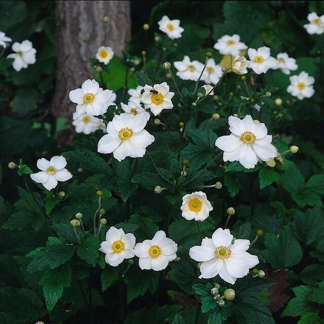 Anemone hyb. 'Honorine Jobert' – 48 Pflanzen – ↕10-25cm – Ø9cm – Herbstanemone Staude – Weiße Blüten Spätsommer/Herbst – Sonnig & Halbschatten – Pflegeleicht