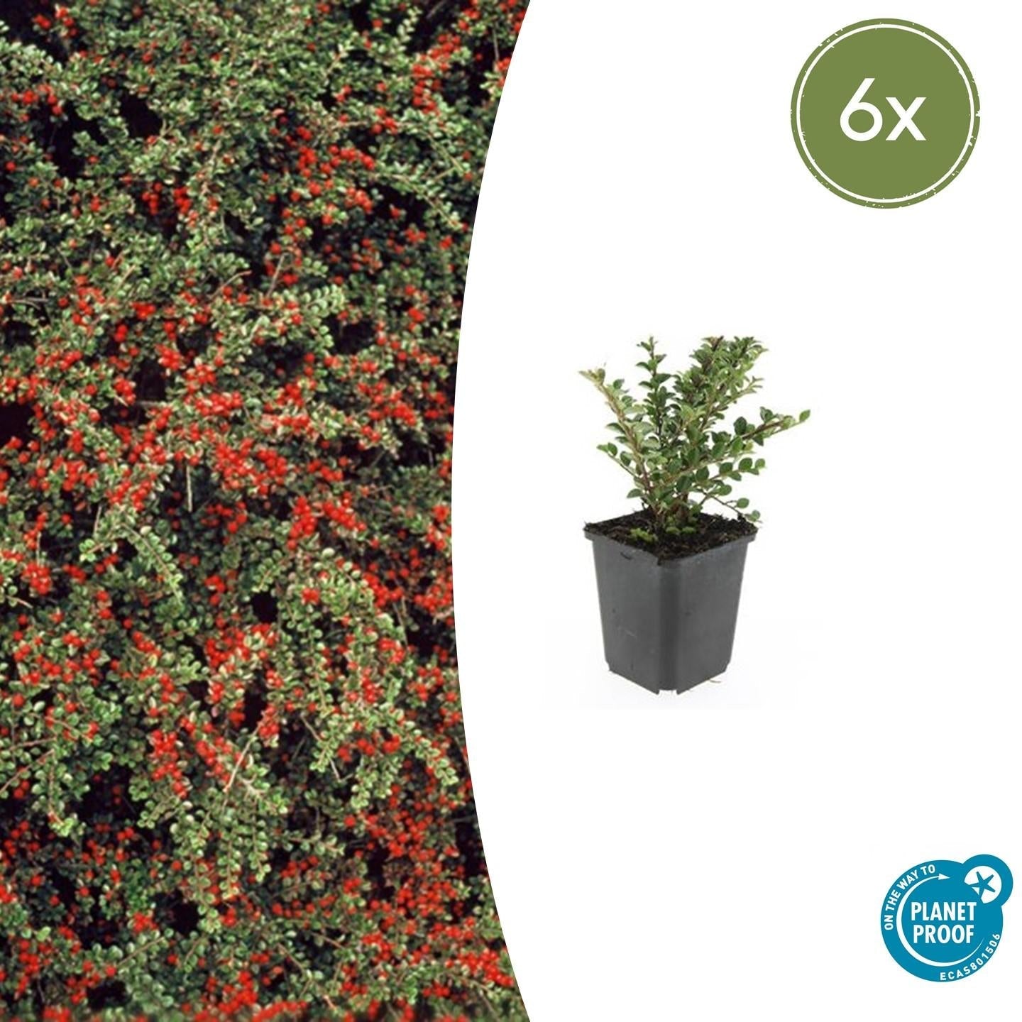 Fächer-Zwergmispel – Cotoneaster horizontalis – ↑10-25cm – Ø9cm – 6 Pflanzen – Winterharter Zierstrauch, Bodendecker, Rote Beeren, Pflegeleicht