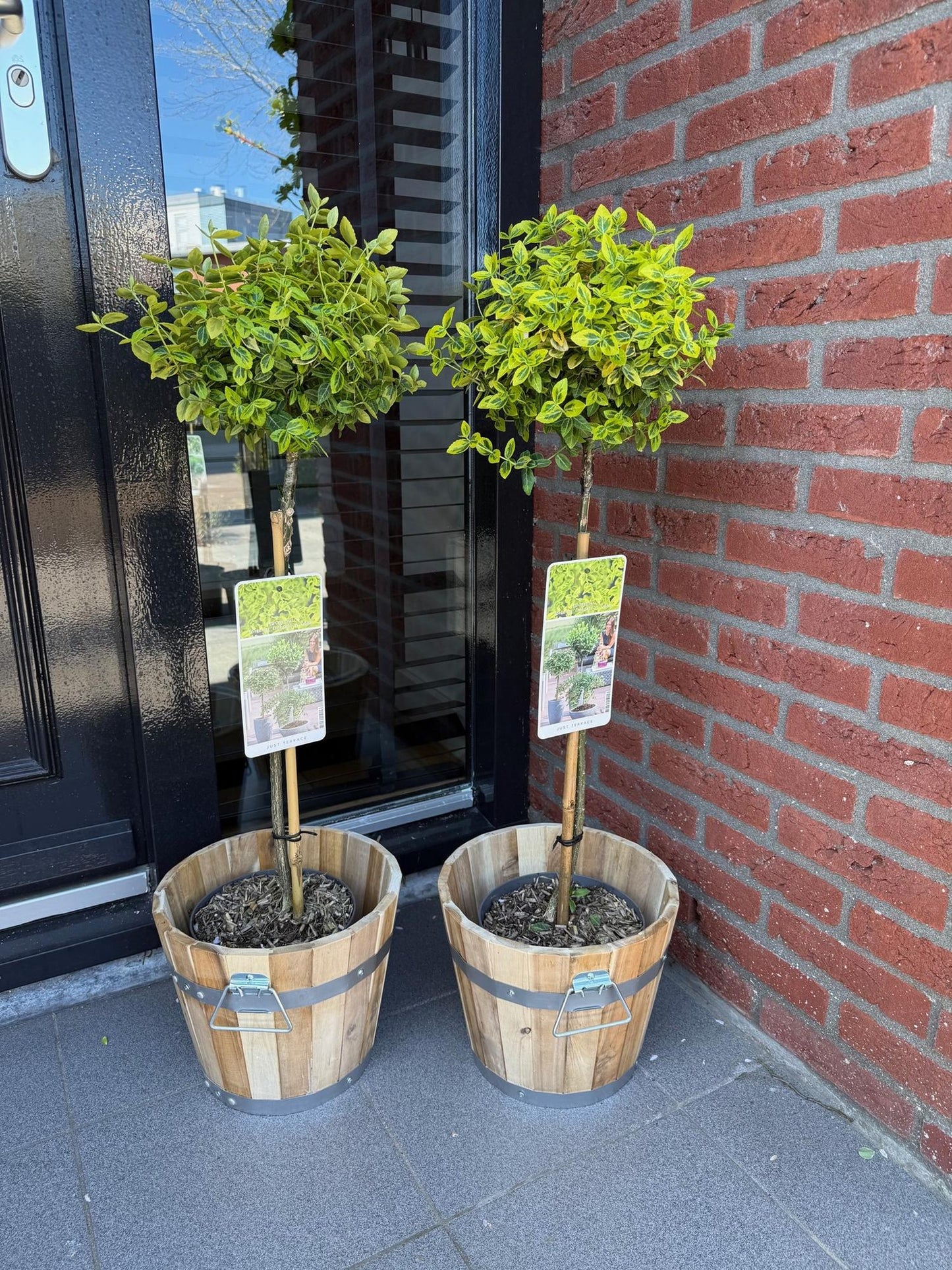 Euonymus fortunei 'Emerald 'n Gold' – Immergrüne Stamm-Pflanze – grün-goldenes Laub – pflegeleicht & kompakt – Terrassen- & Gartenpflanze – Ø19cm – Höhe ca. 90cm