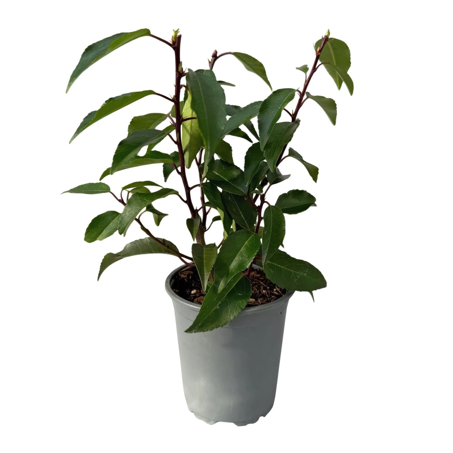 Prunus lusitanica Angustifolia – Chickasa-Pflaume – Immergrüne Heckenpflanze – Blatt Grün – 9 cm x H30–35 cm – pflegeleicht – 8 Pflanzen