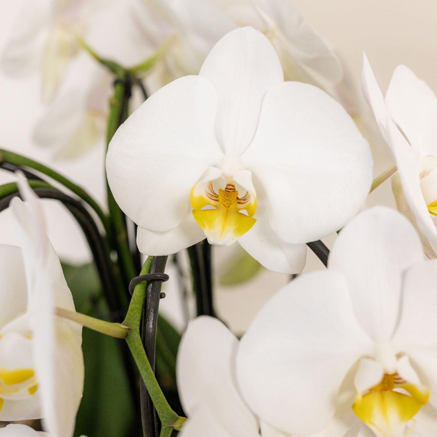 Kolibri Orchids | weißes Orchideen-Set im Schilfkorb inkl. Wassertank | drei gebogene weiße Orchideen Niagara Fall 12cm | Mono Bouquet weiß mit autarkem Wassertank