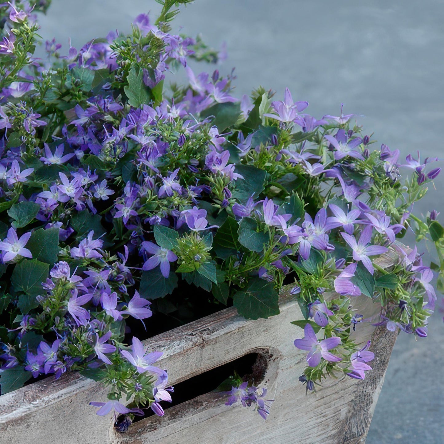 Campanula poscharskyana 'Stella' – 48 Pflanzen – ↕10-25cm – Ø9cm – Blau blühender Bodendecker – Winterhart & pflegeleicht