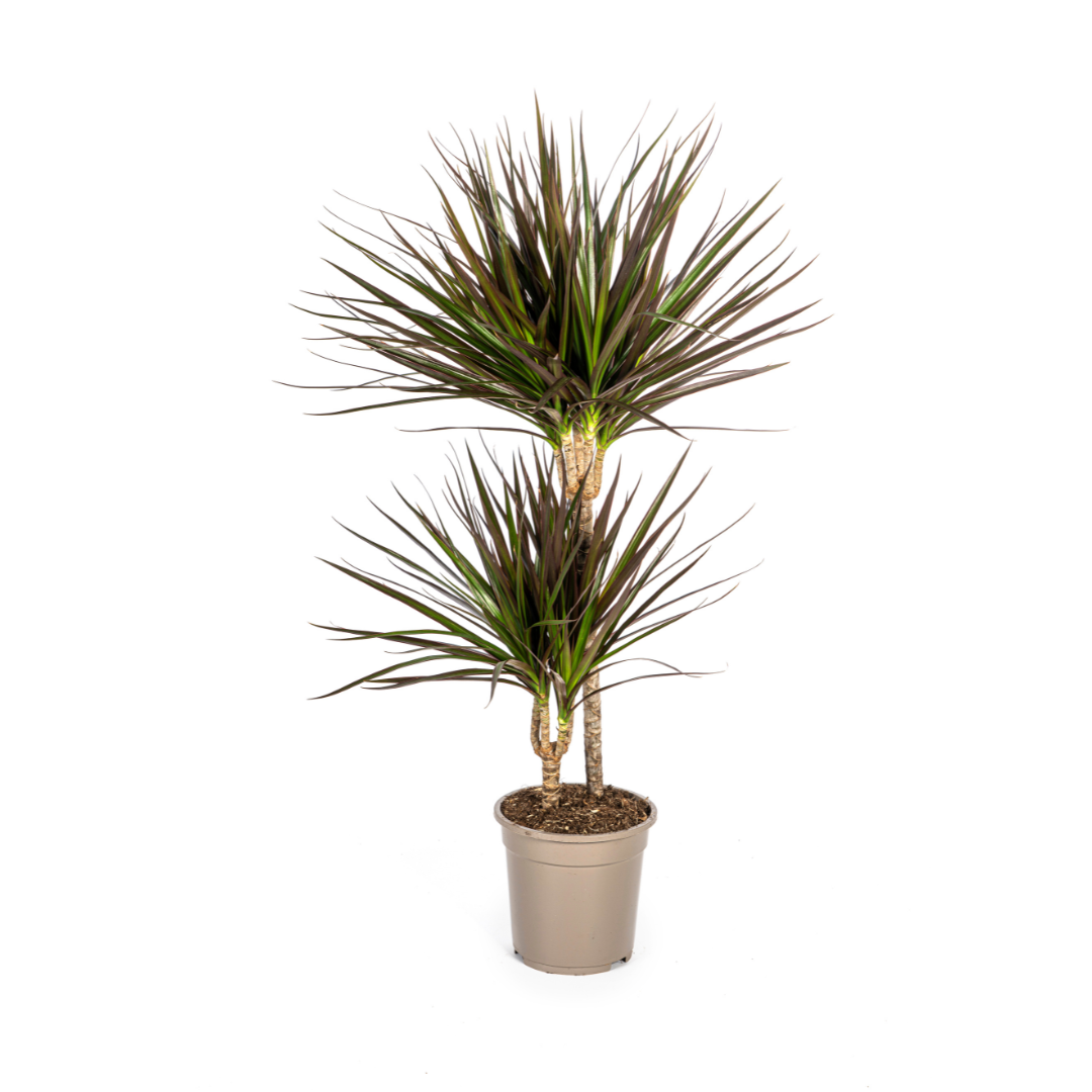 Drachenbaum - Dracaena Marginata Magenta - Zimmerpflanze - Ø19cm - ↕70-90cm