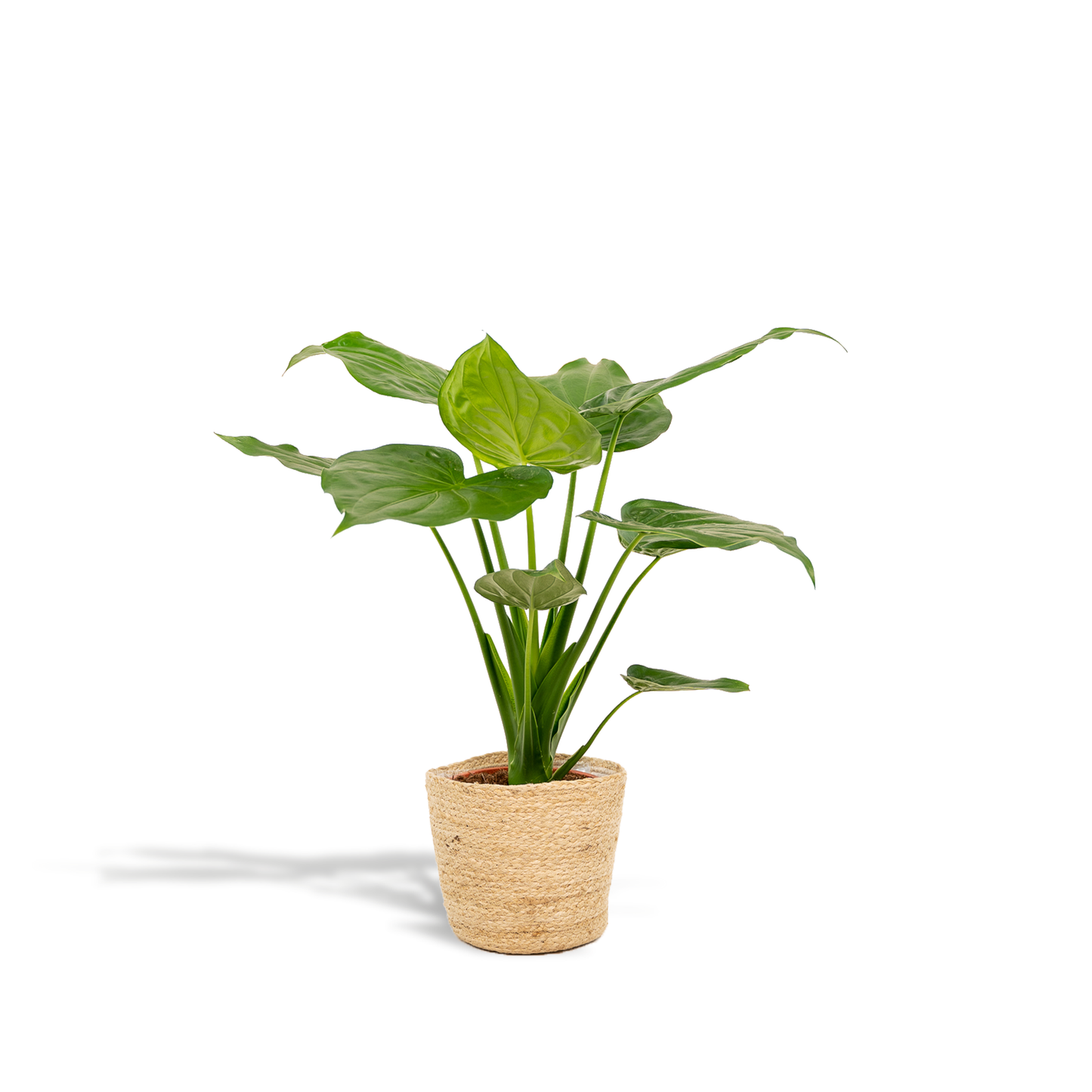 Alocasia Cucullata – Pfeilblatt – Zimmerpflanze – Ø19 cm – ↕65 cm – Mit Korb Selin – Elefantenohr – Luftreinigend – Tropisches Flair