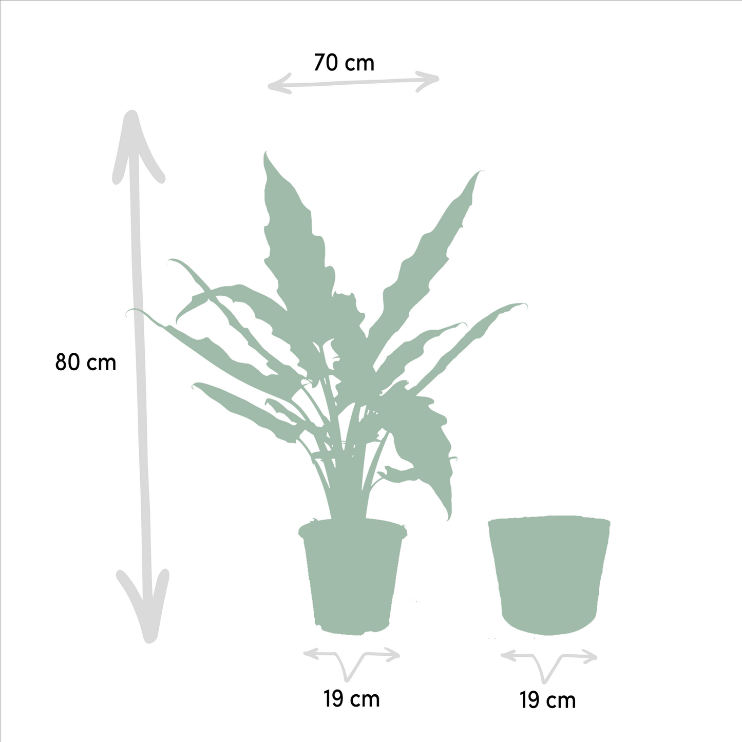 Pfeilblatt - Alocasia Cucullata - Ø19cm - ↕60cm + Alocasia Lauterbachiana - Ø19cm - ↕75cm + Korb Selin