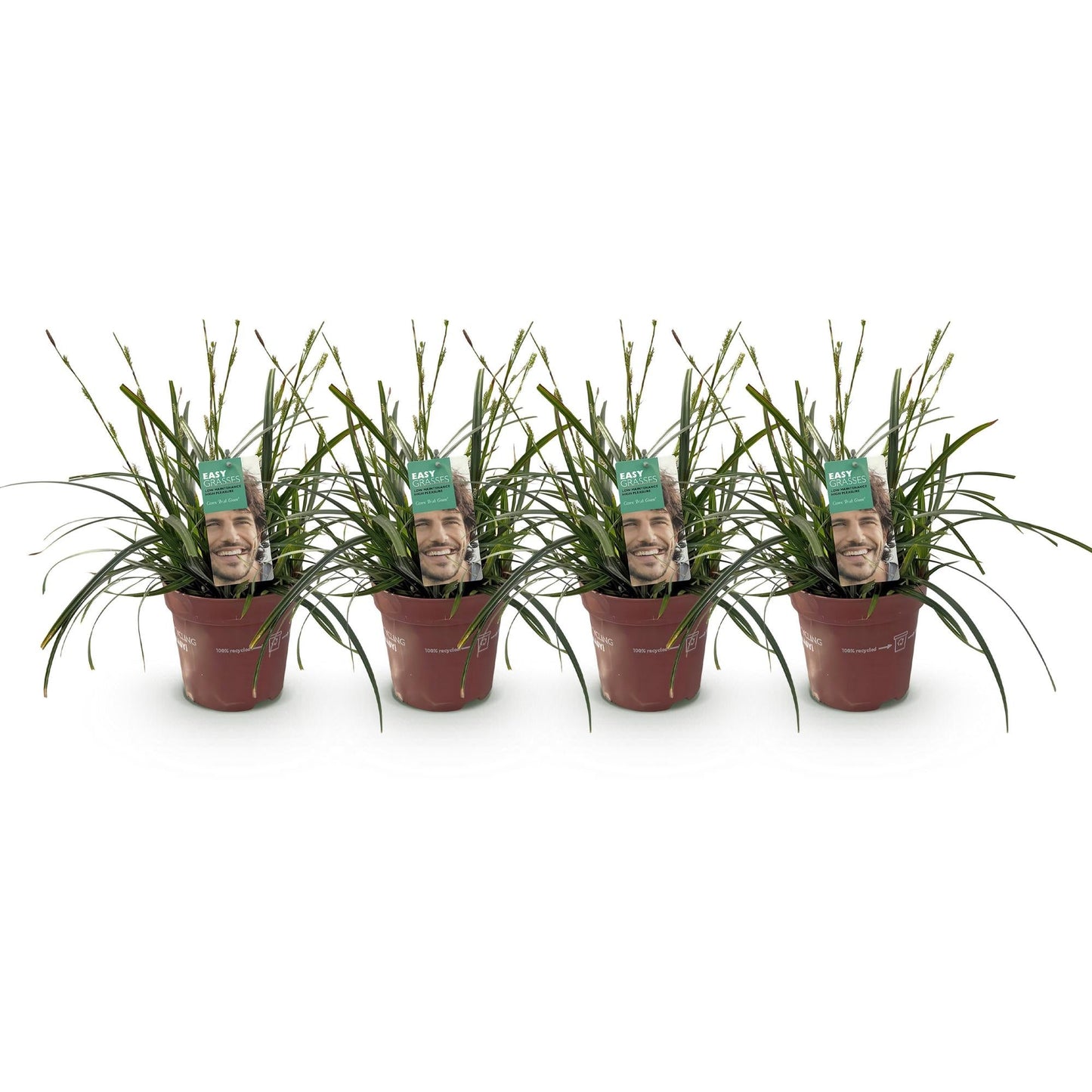 Japansegge – Carex oshimensis Intense Green – Ziergras – 4 Pflanzen – Immergrün – Pflegeleicht – Für Beet & Topf – Ø17 cm – Höhe ca. 50 cm